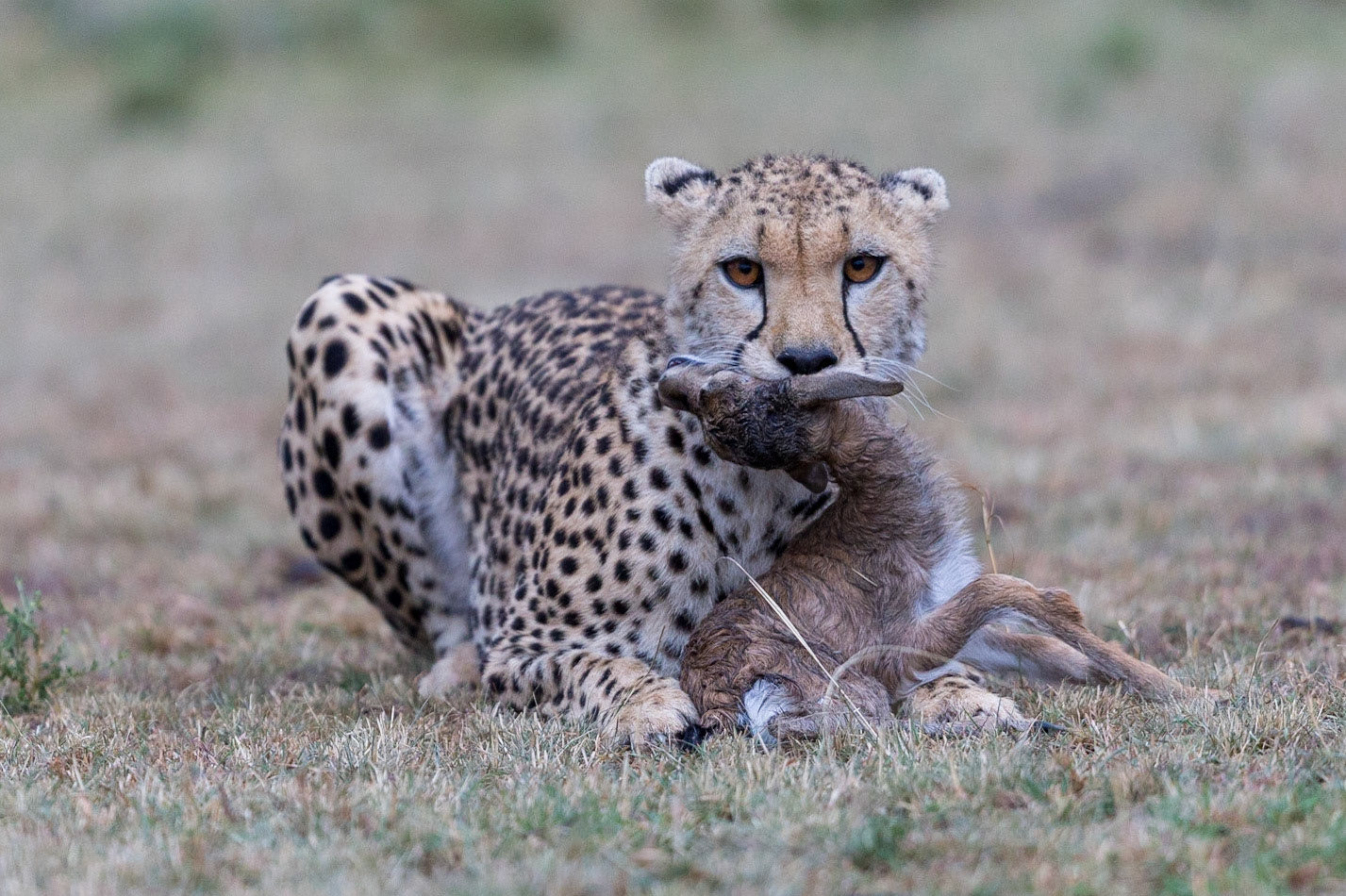 Shots from Kicheche Bushcamp