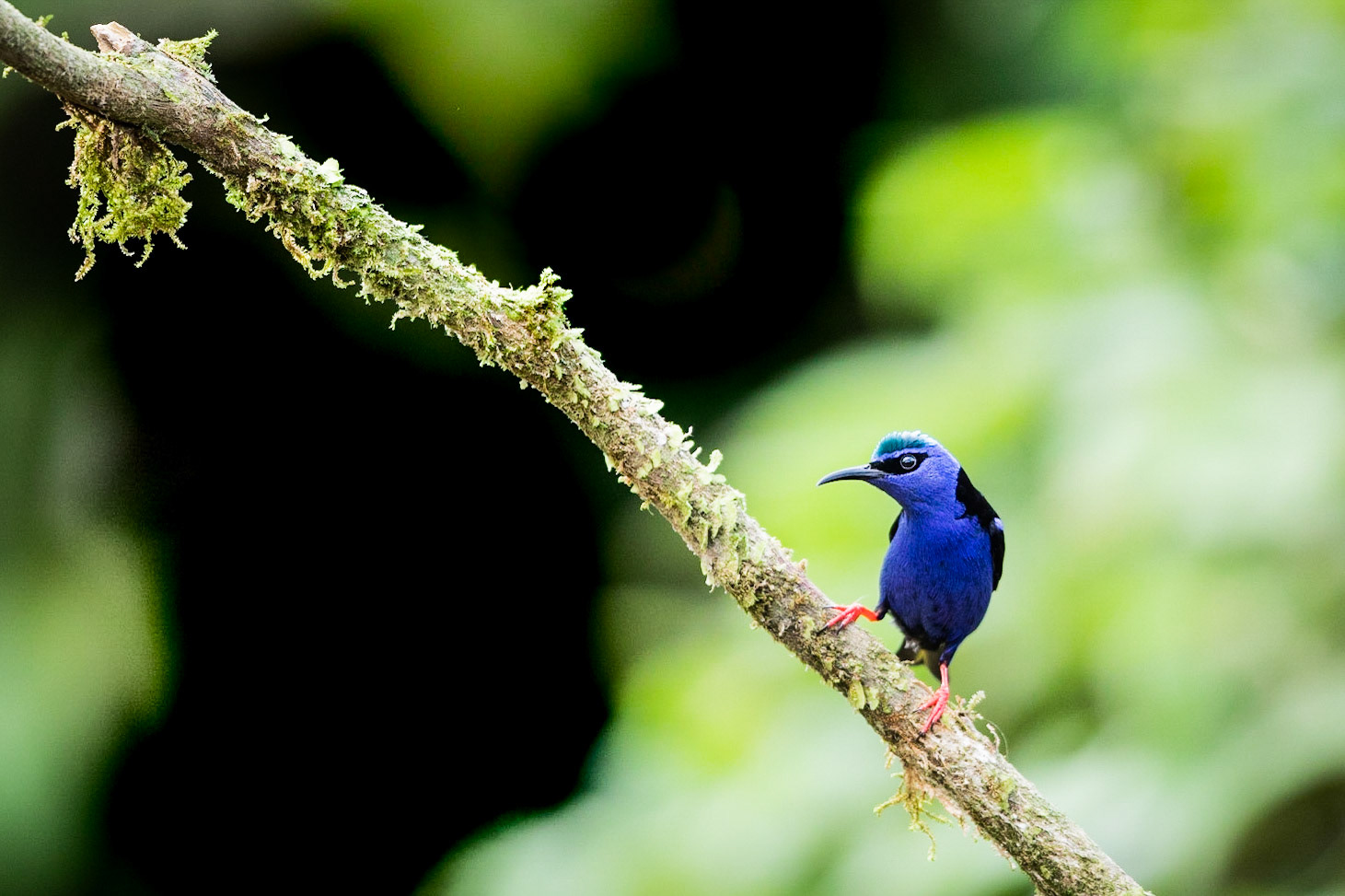 Red Legged Honey Creeper