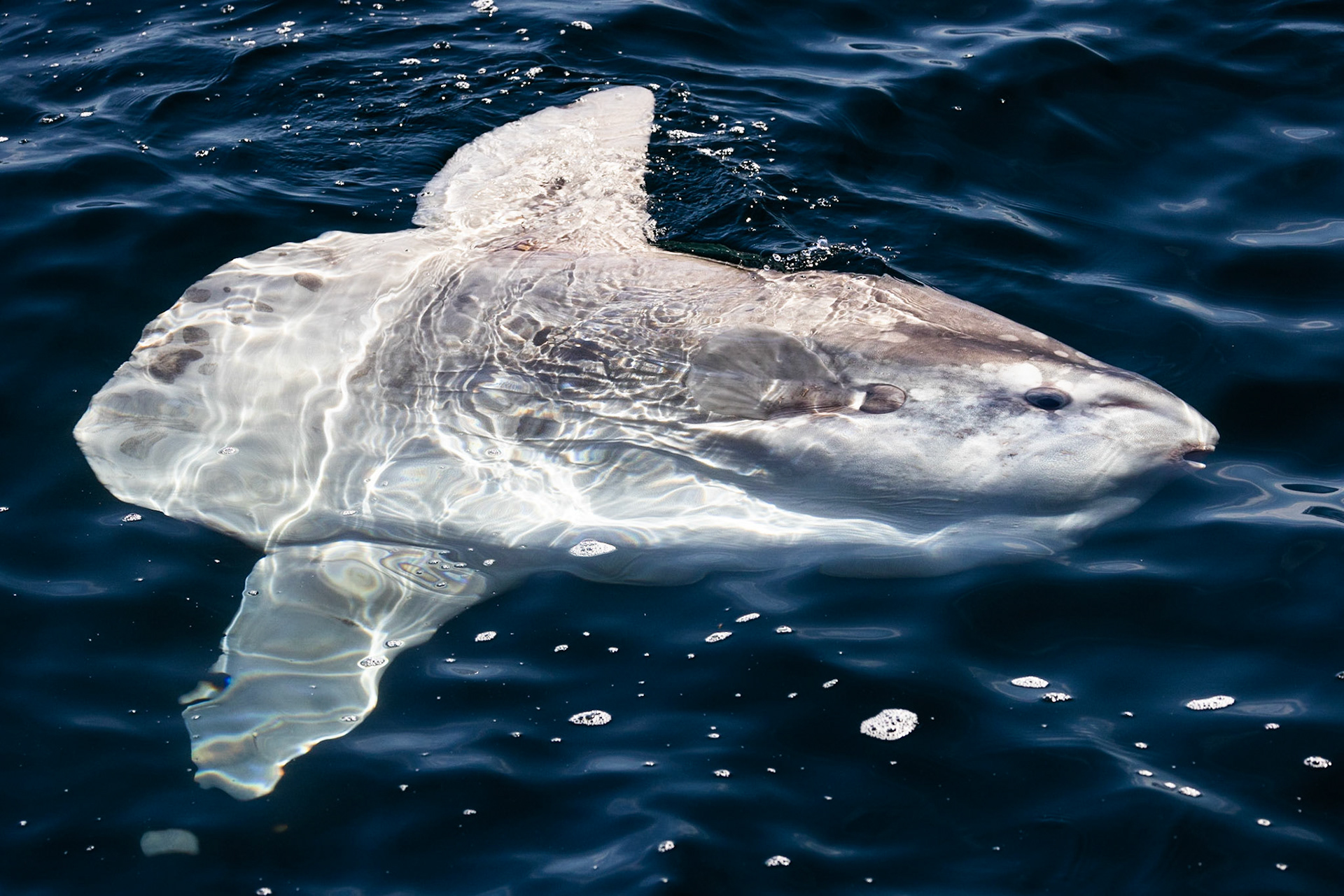 Sunfish