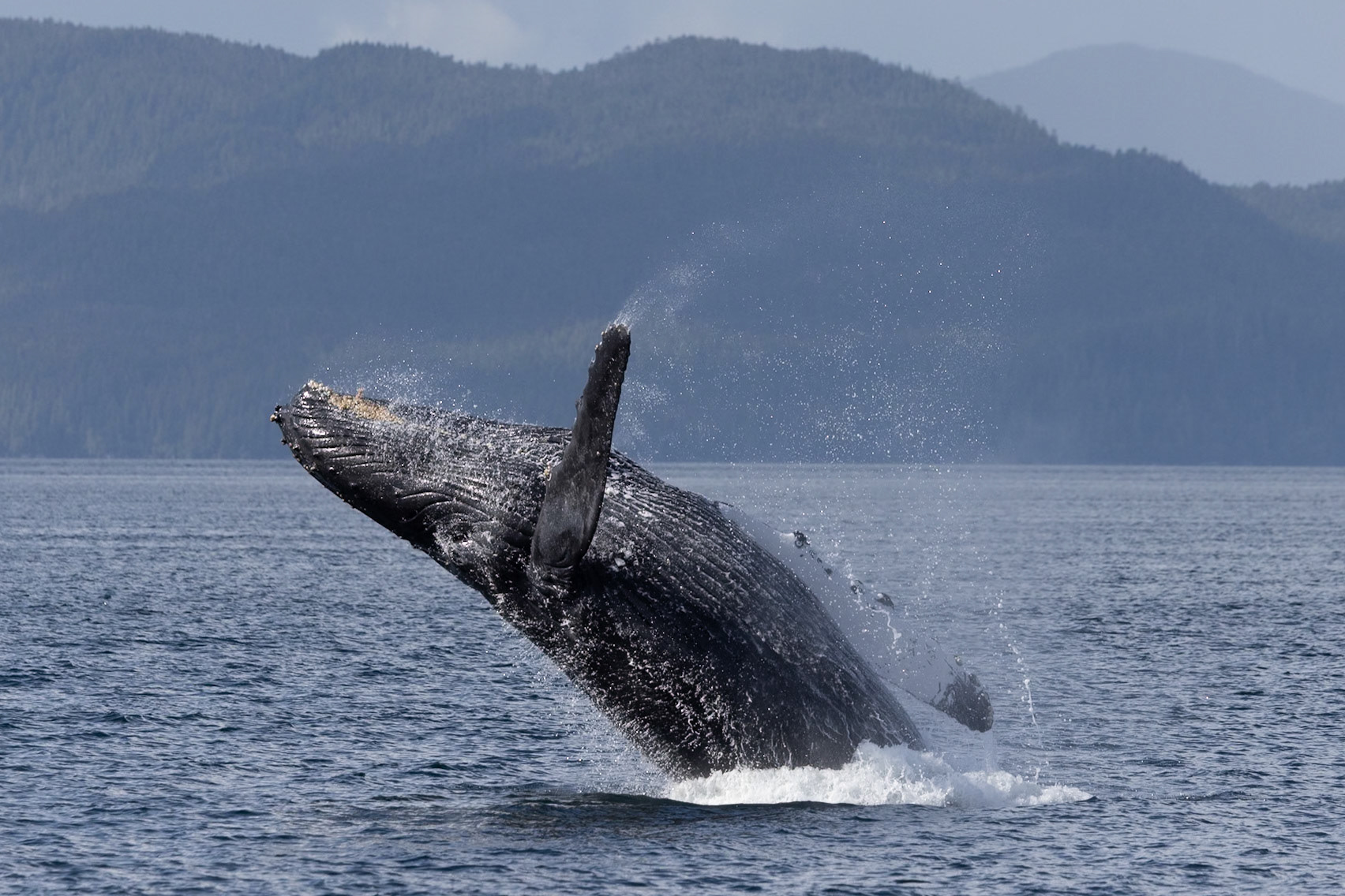 Wildlife of The Great Bear Rainforest
