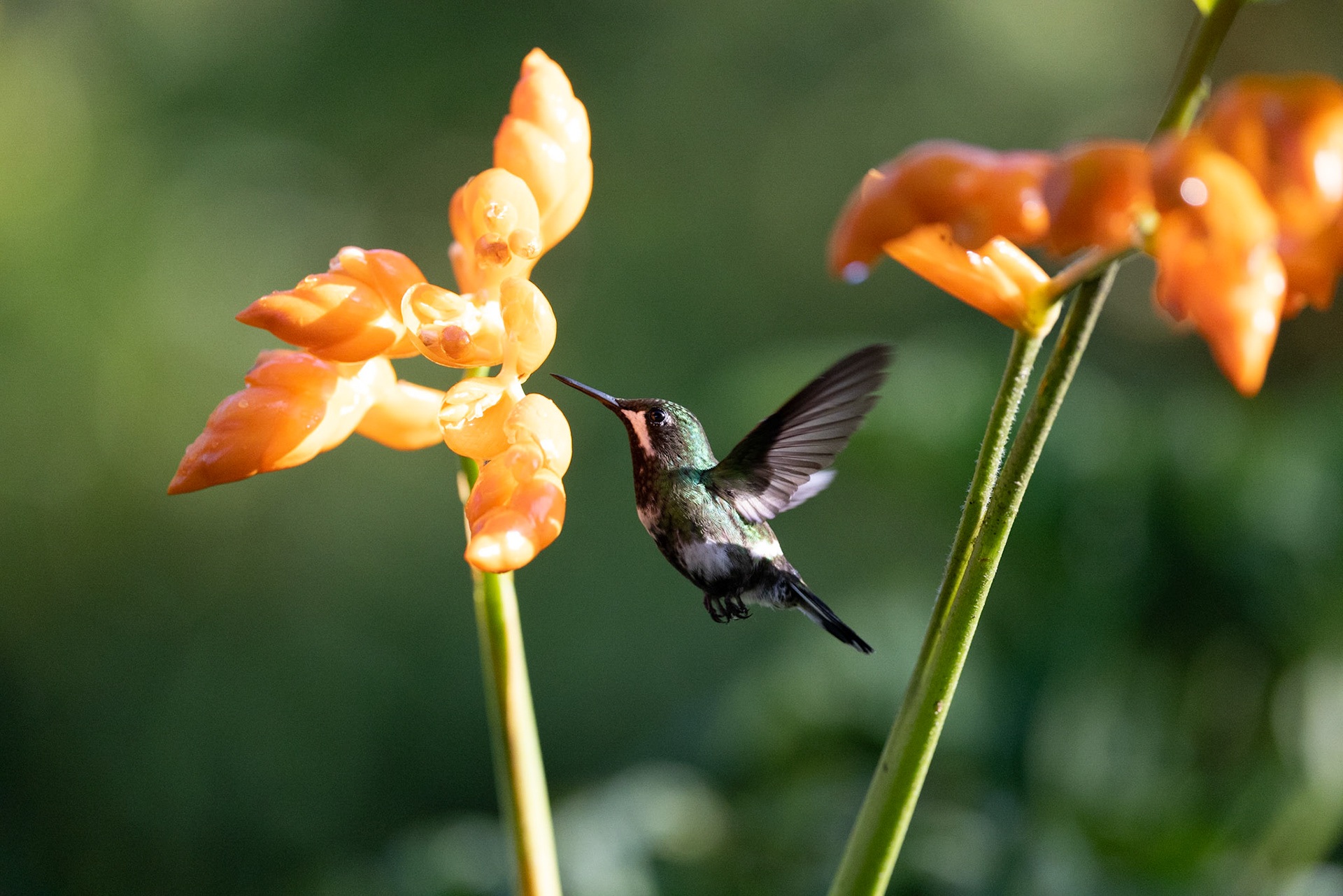 Birds and Mammels of the Cloud Forest