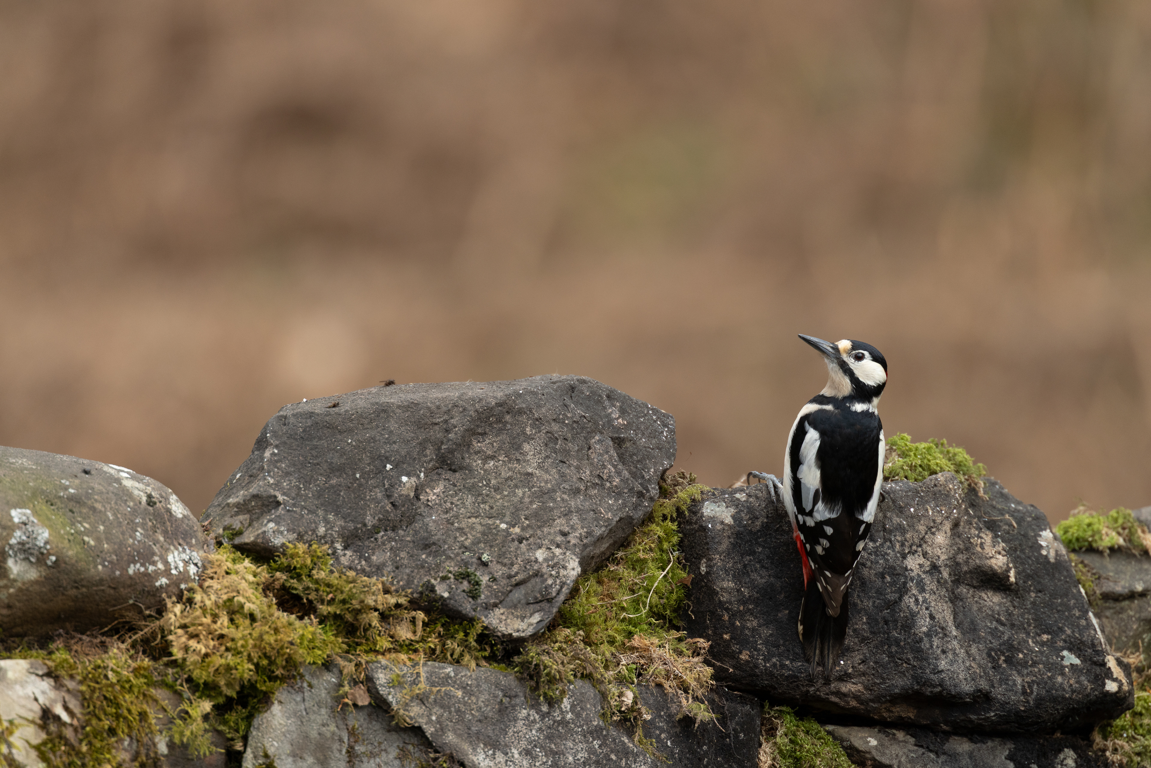 Greater Spotted Woodpecker