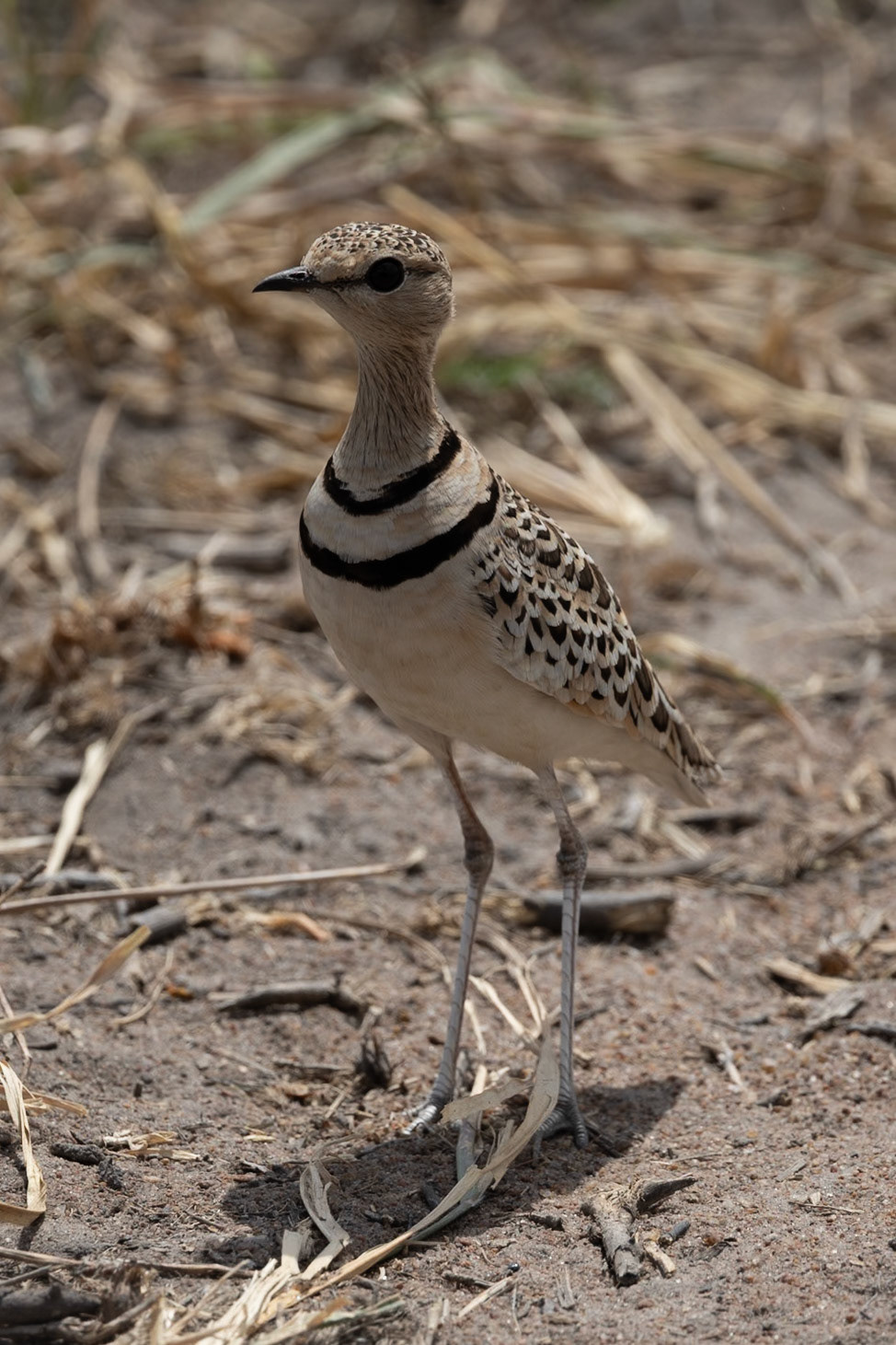 Wildlife of Tarangire