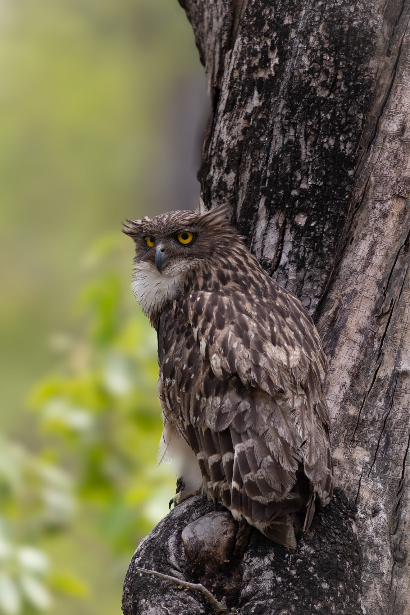 Male Brown fish Owl on a tree