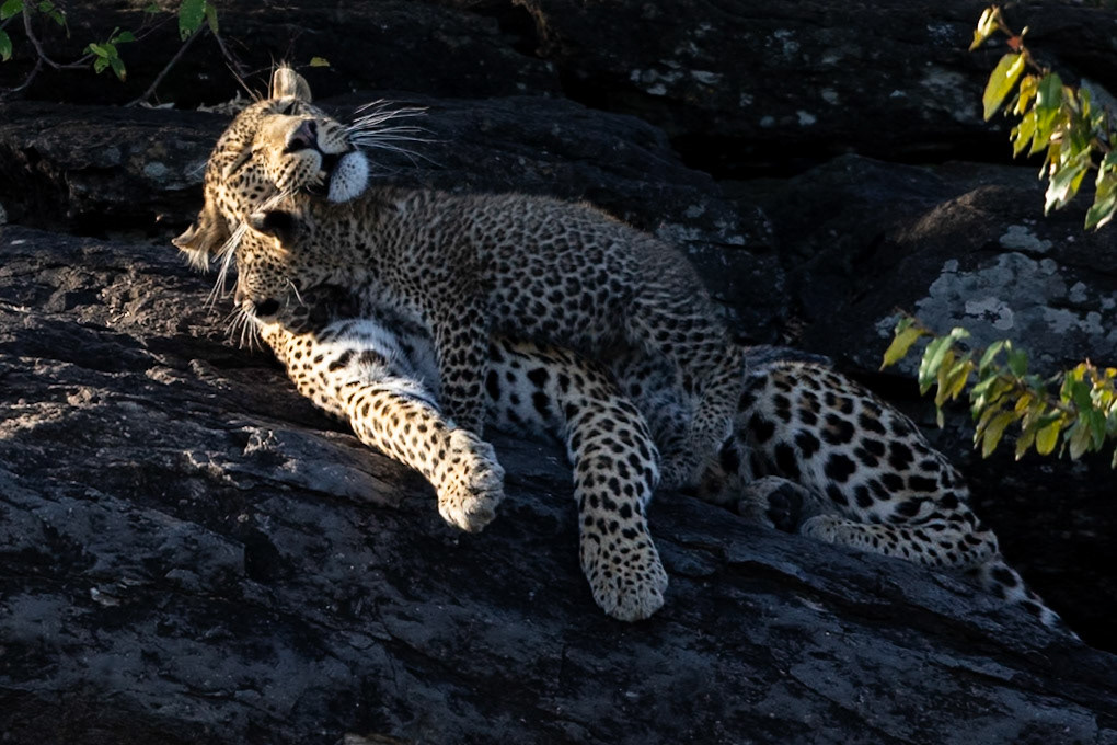 Leopard with cub