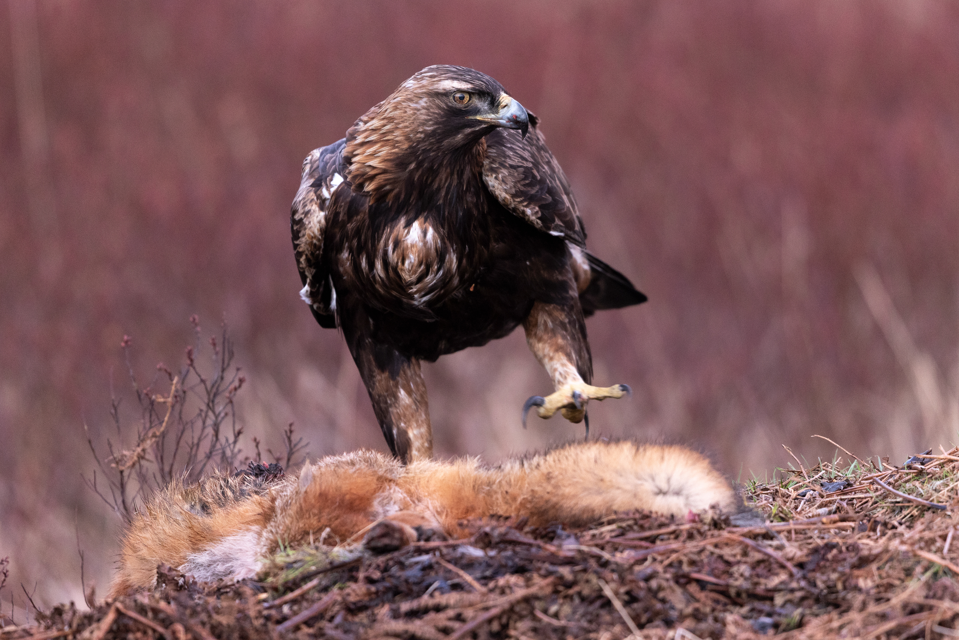 Golden Eagle
