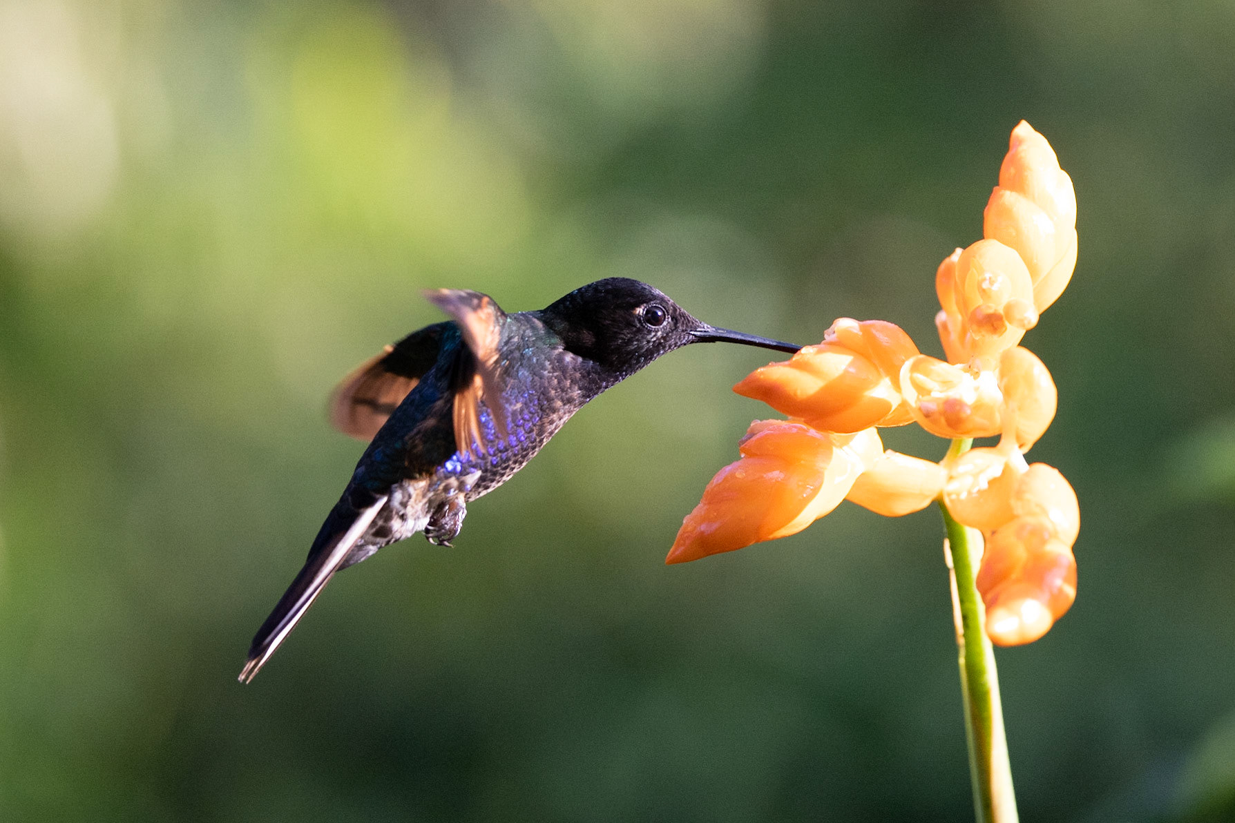 Birds and Mammels of the Cloud Forest