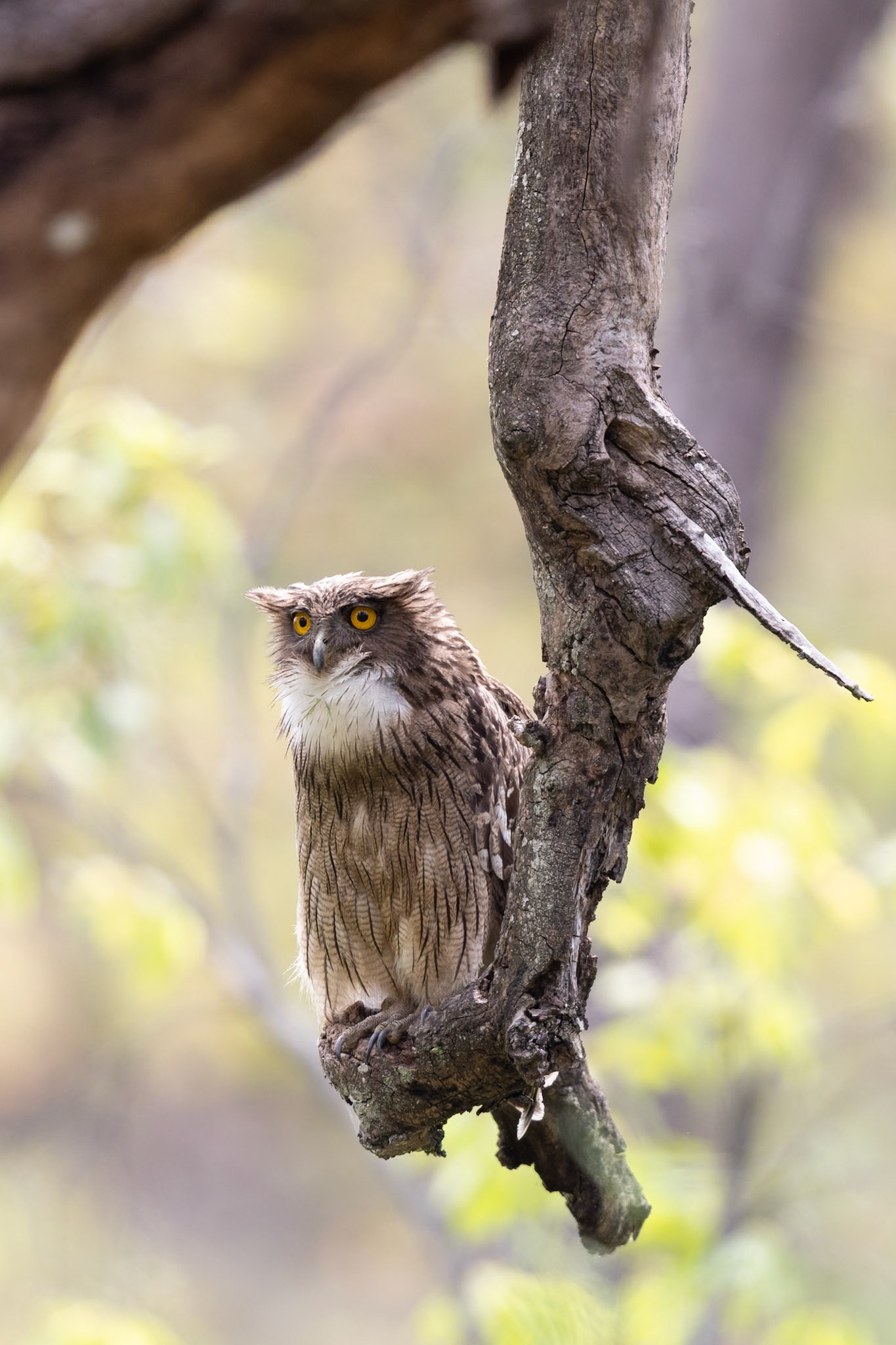 Female Brown Fish Owl in atree