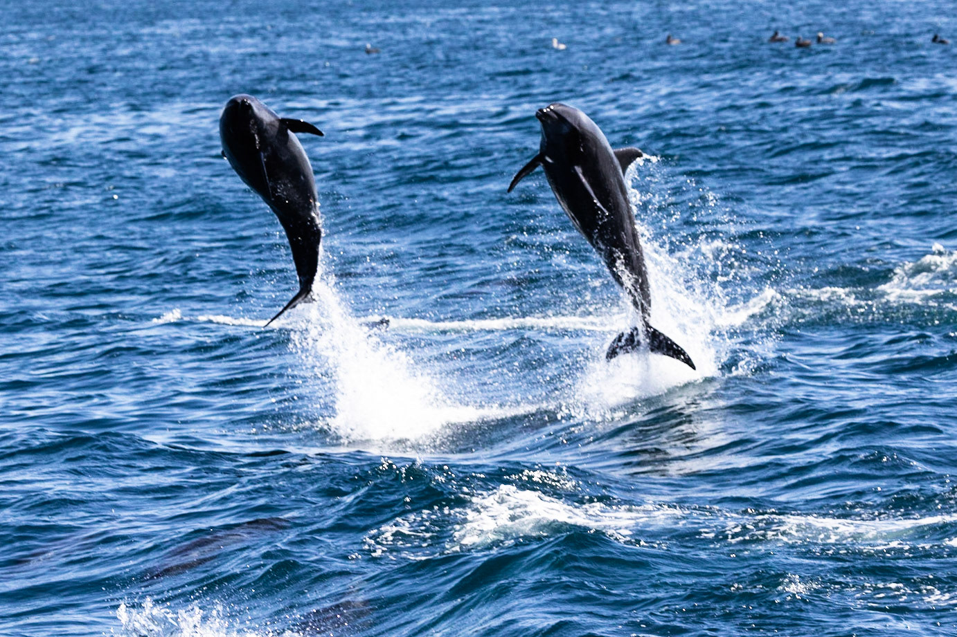 Bottlenose Dolphin
