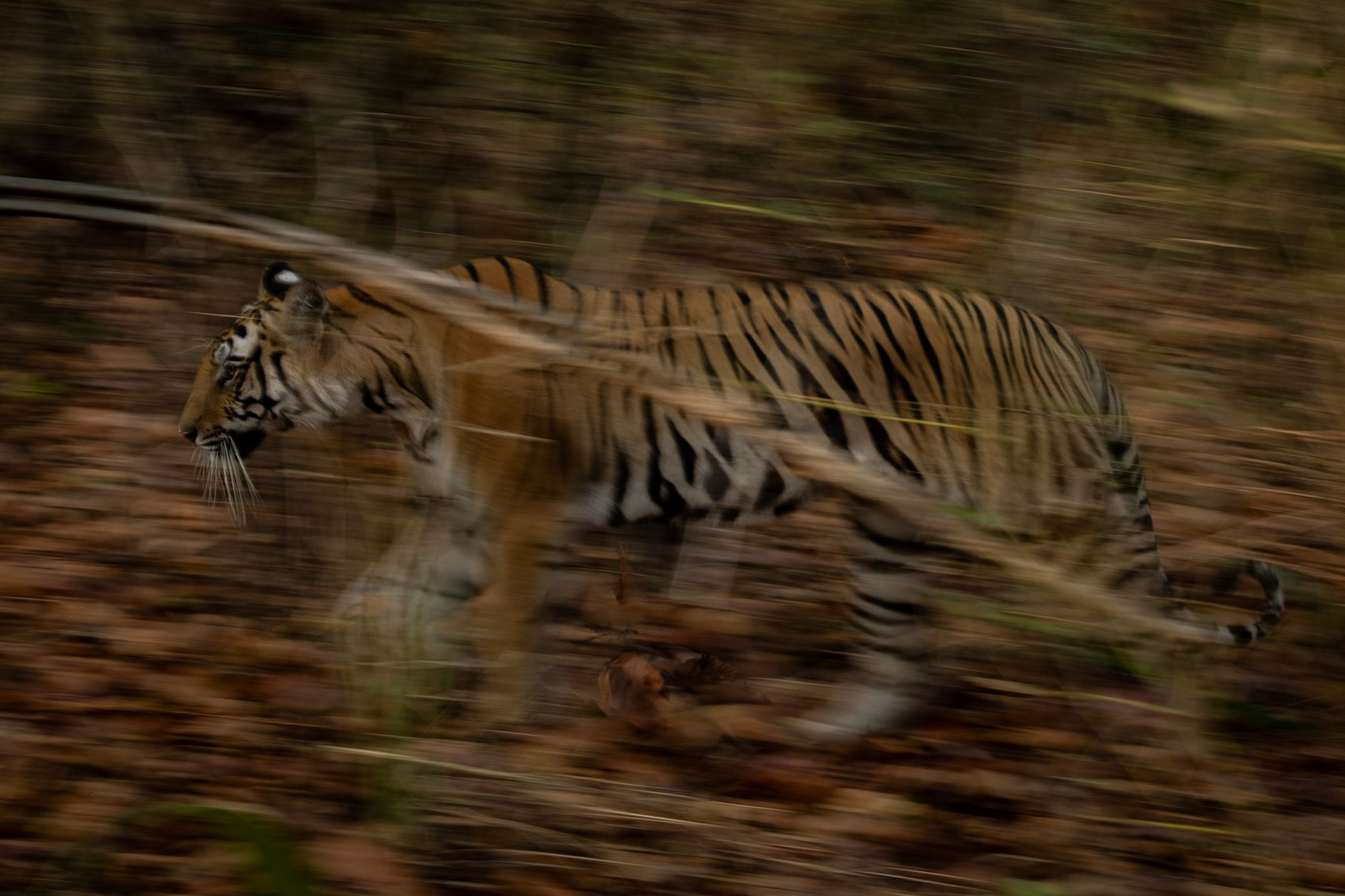 Slow pan Tiger on 1/10s