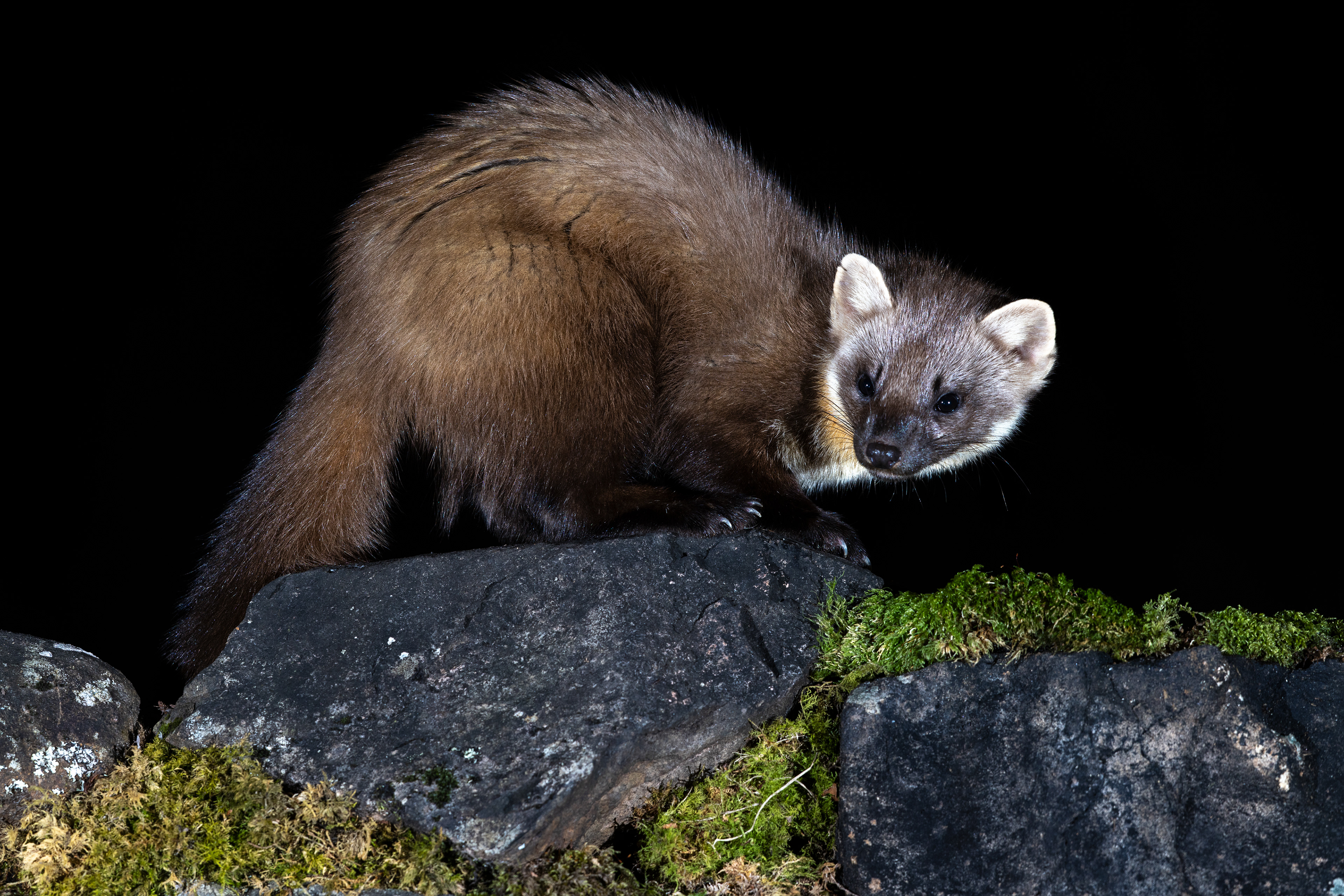 Pine Martin