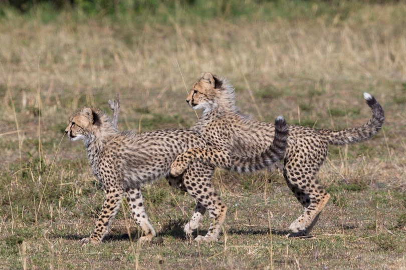 Cheetah with 4 cubs