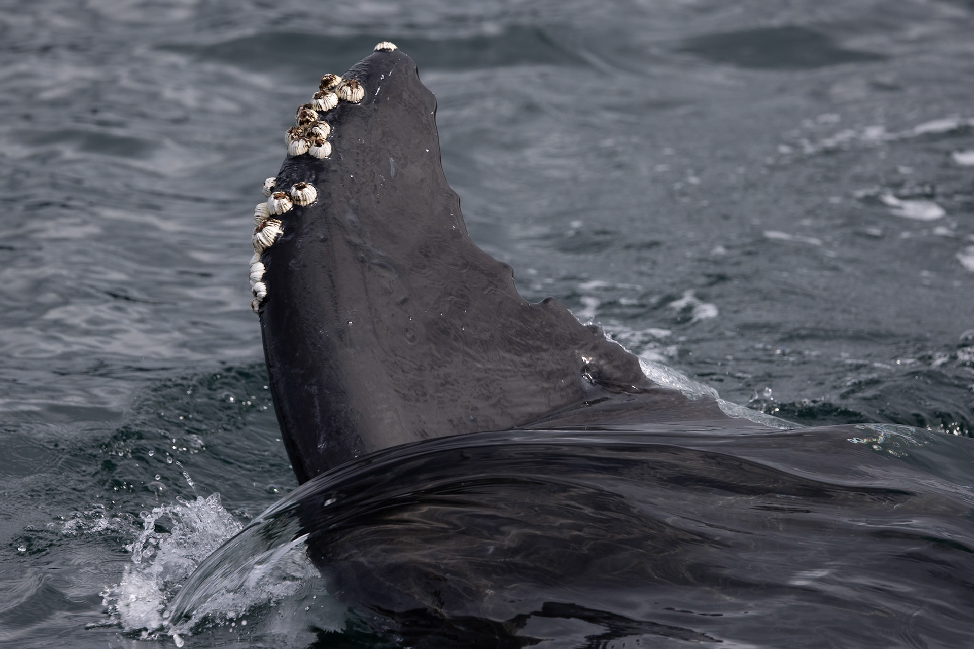 Wildlife of The Great Bear Rainforest