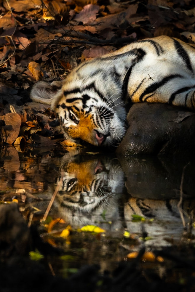 A cub dips its head towards the pool of water in the forest