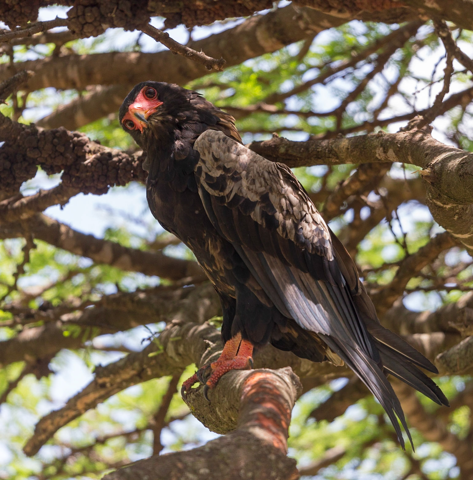 Various Wildlife Scenes