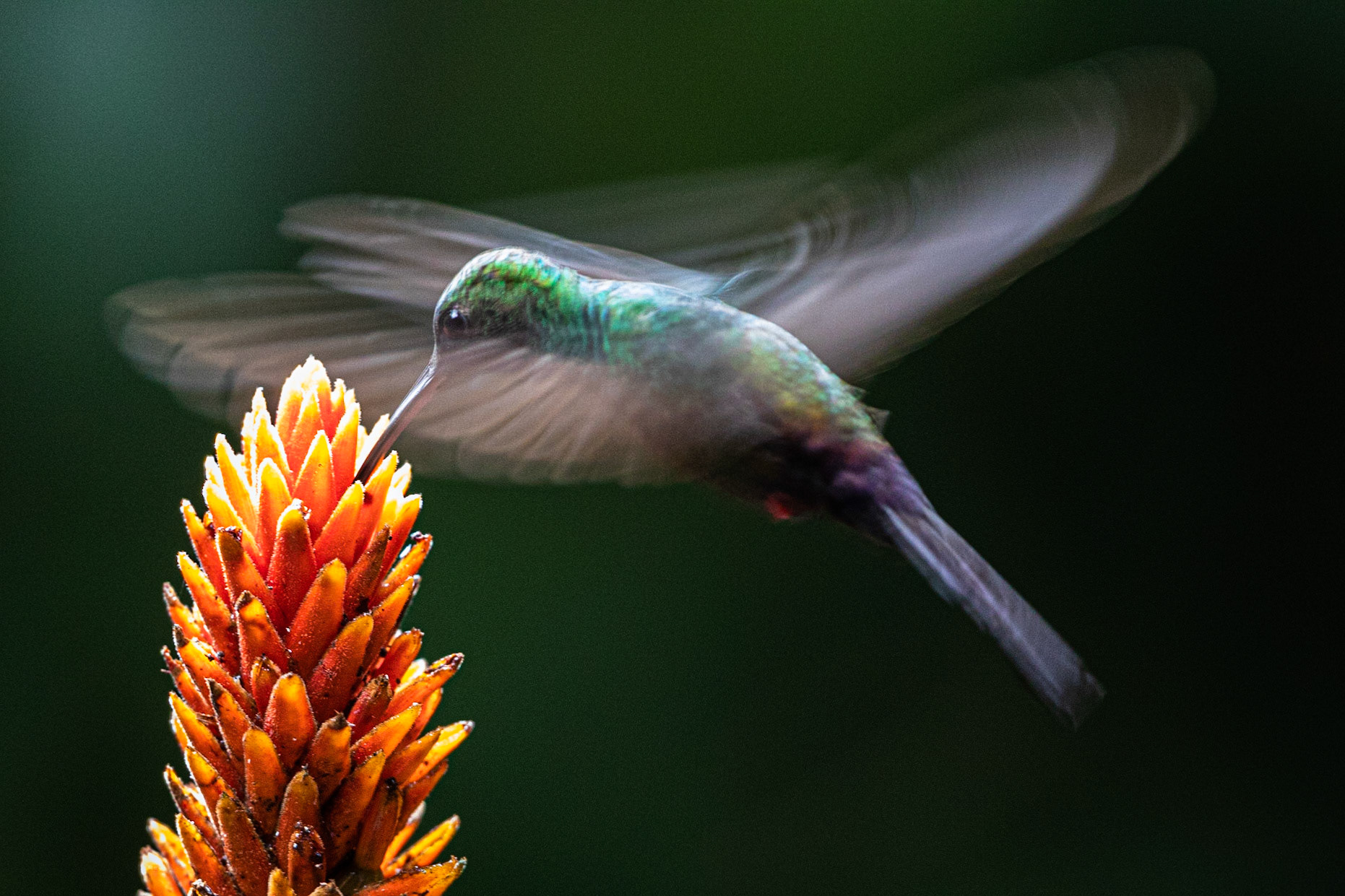 A Bronze Tailed Plumeteer feasts on Nectar. I wanted to capture the speed and franticness of the Hummigbirds movements and so set my camera up on this flower on a slower shutter speed (1/40s) After many attempts I captured this image. Canon EOS5D MKIV, EF500mmf50 ISII USM. ISO5000