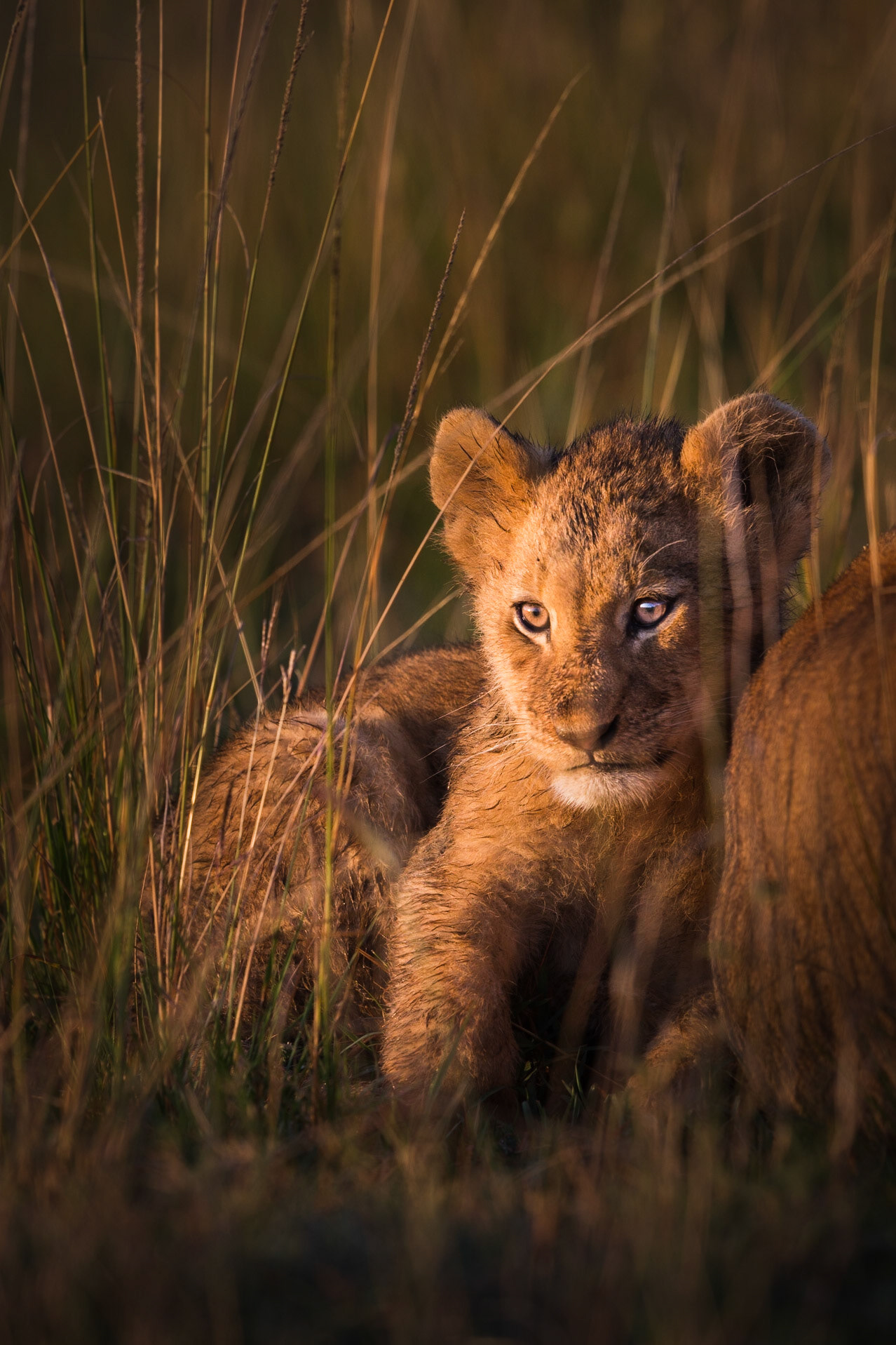 The early morning light struck this cub perfectly.  I liked the glint in his eye  and the intensity of his gaze. Mara North conservancy, Masai Mara, Kenya