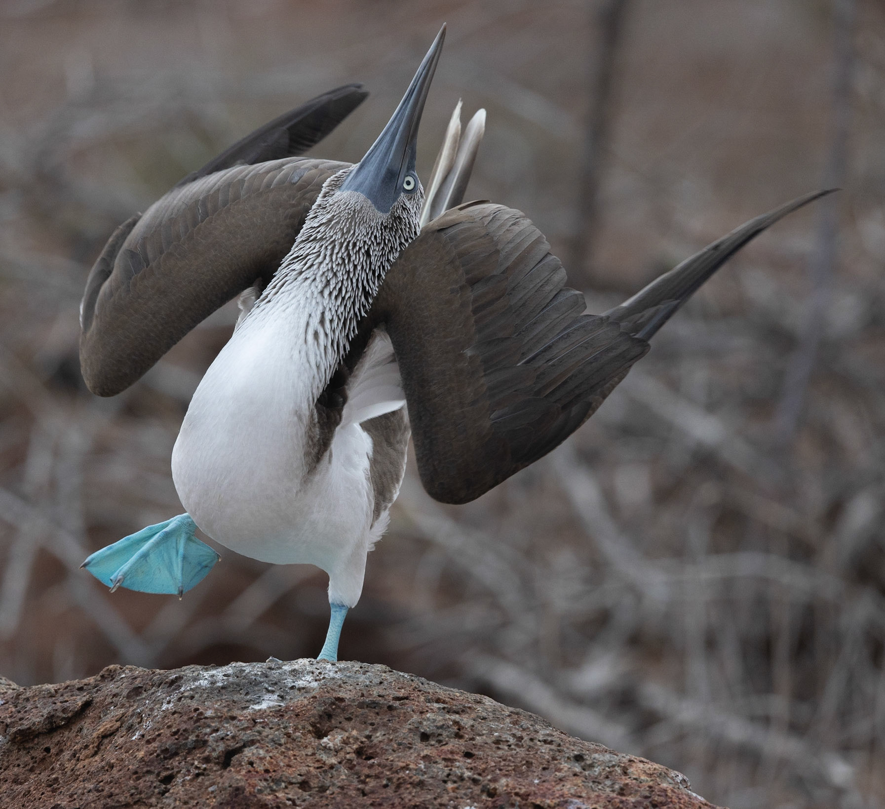 Animals of the Galapgos