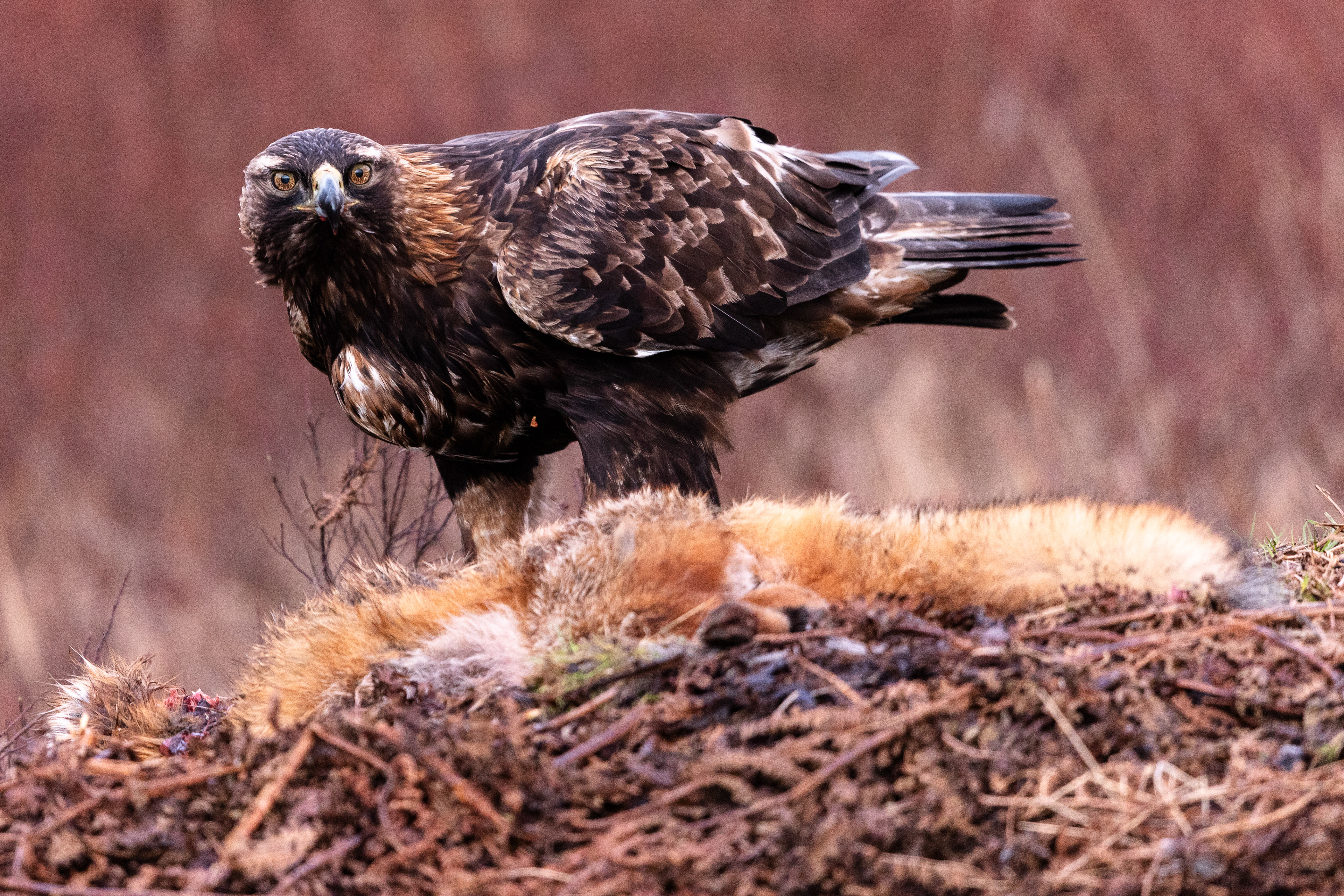 Glden Eagle