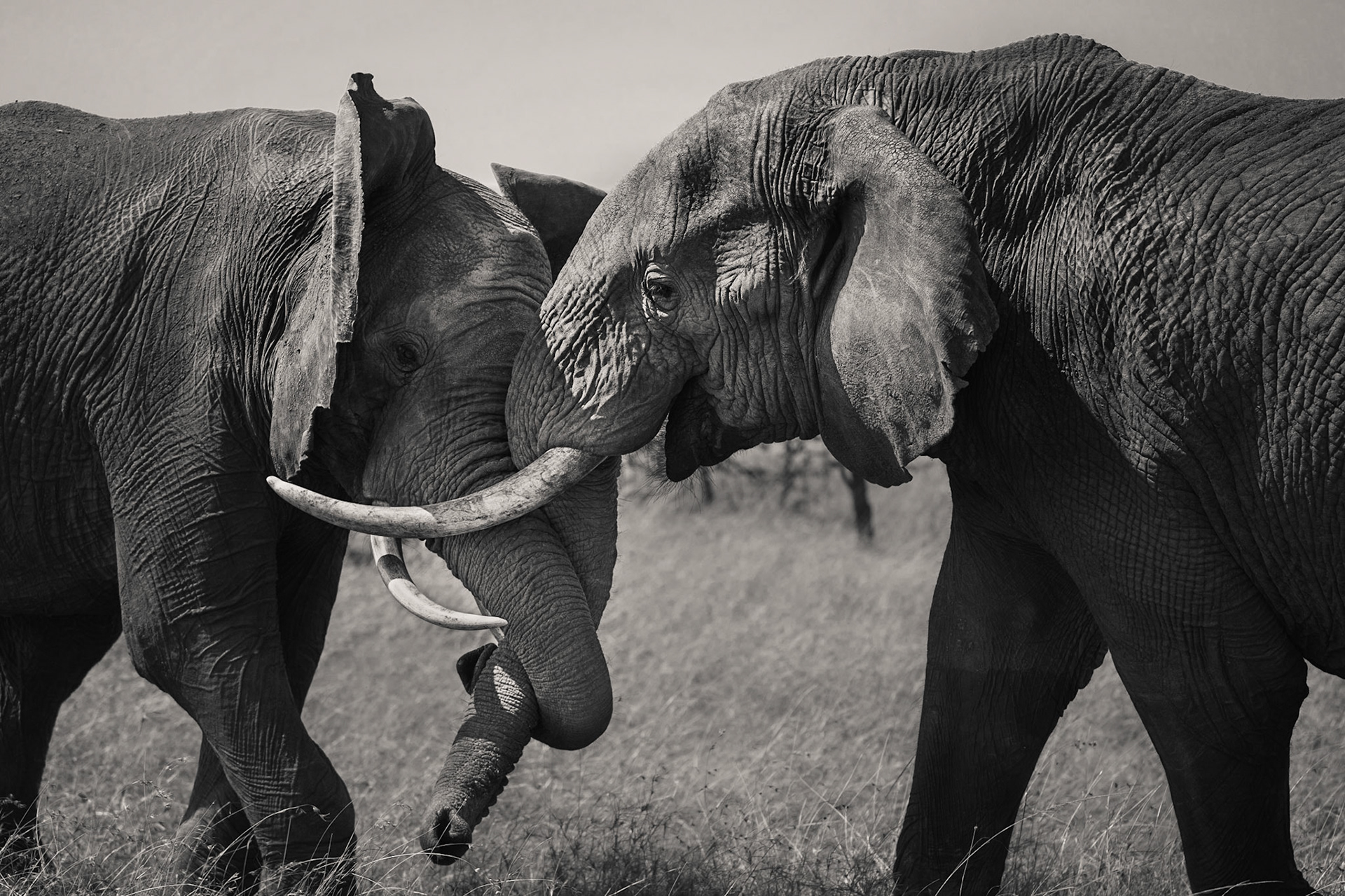 These 2 young Bulls were play fighting whilst we watched on.