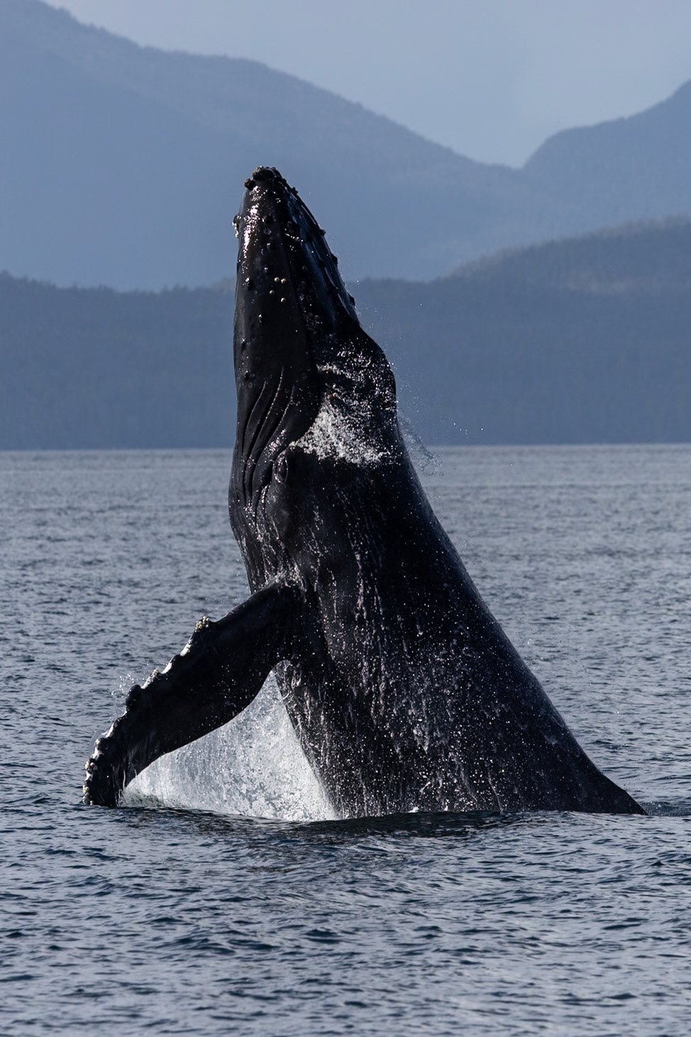 Wildlife of The Great Bear Rainforest