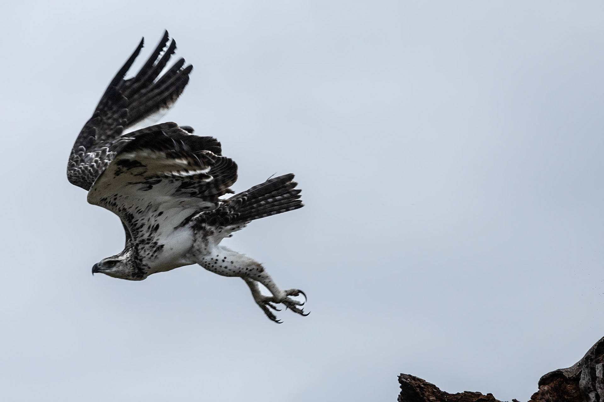 Wildlife of Tarangire
