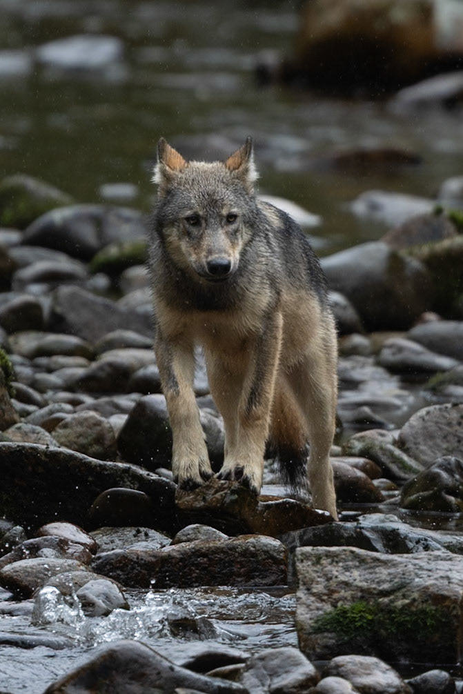 Wildlife of The Great Bear Rainforest