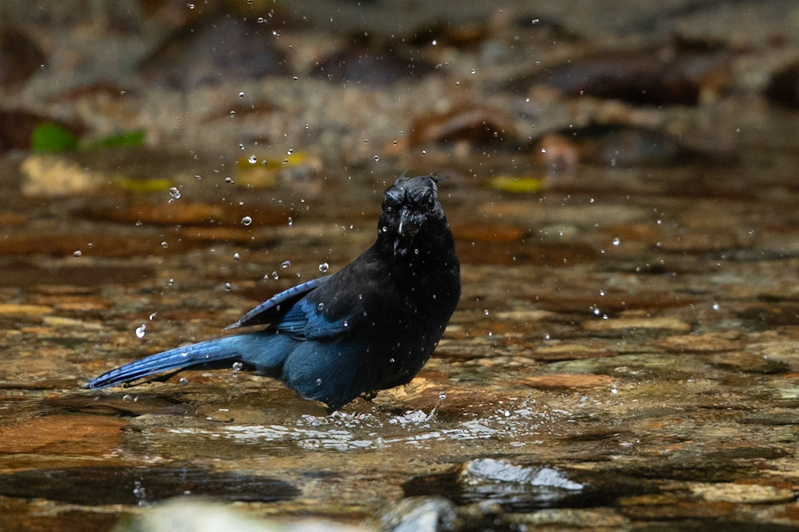 Wildlife of The Great Bear Rainforest
