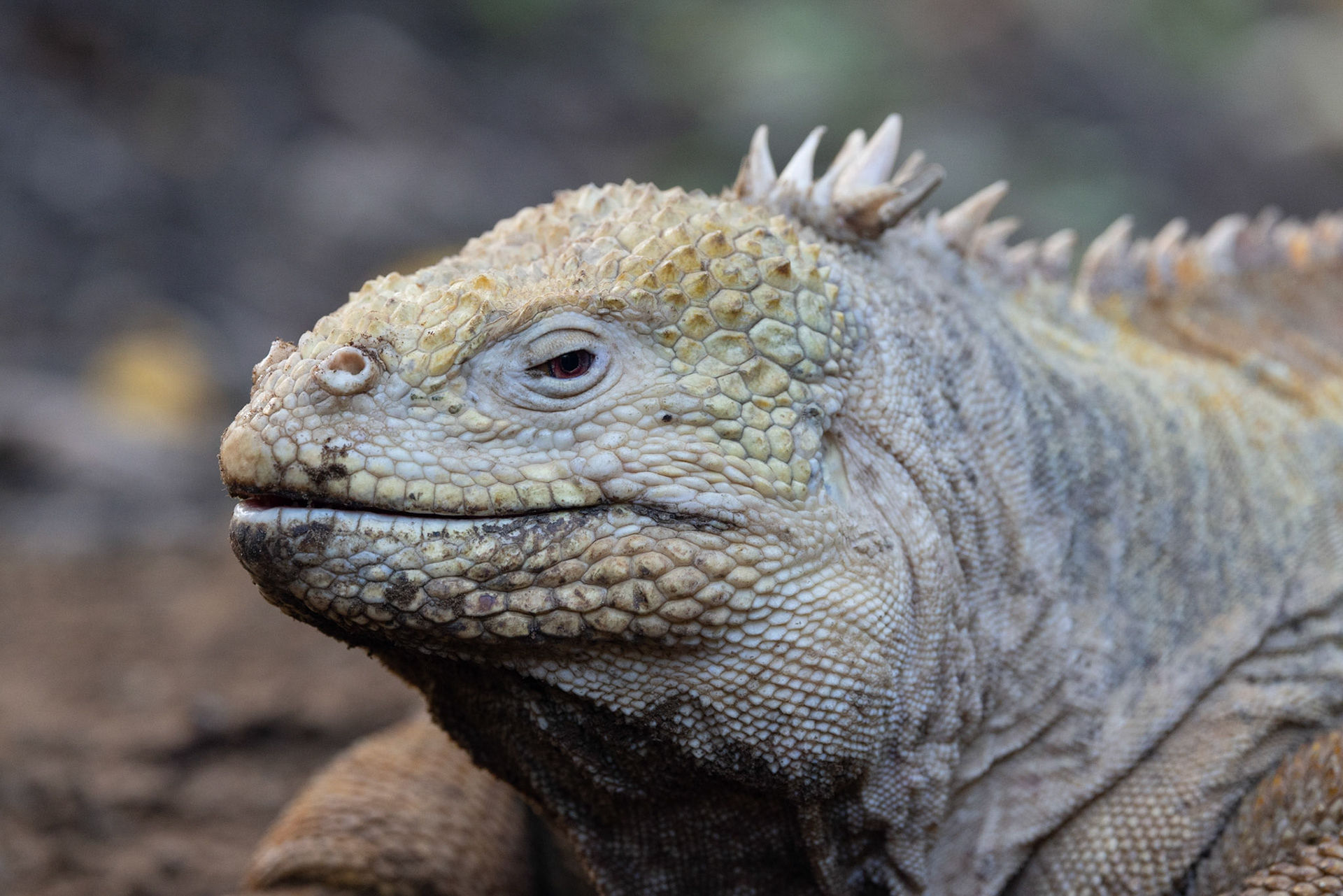 Animals of the Galapgos