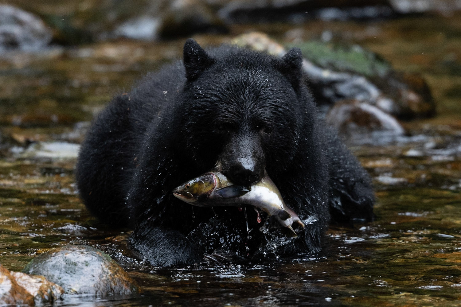 Wildlife of The Great Bear Rainforest