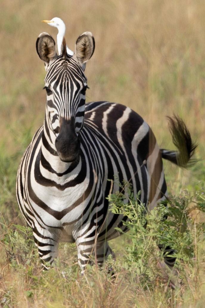 Wildlife of Tarangire