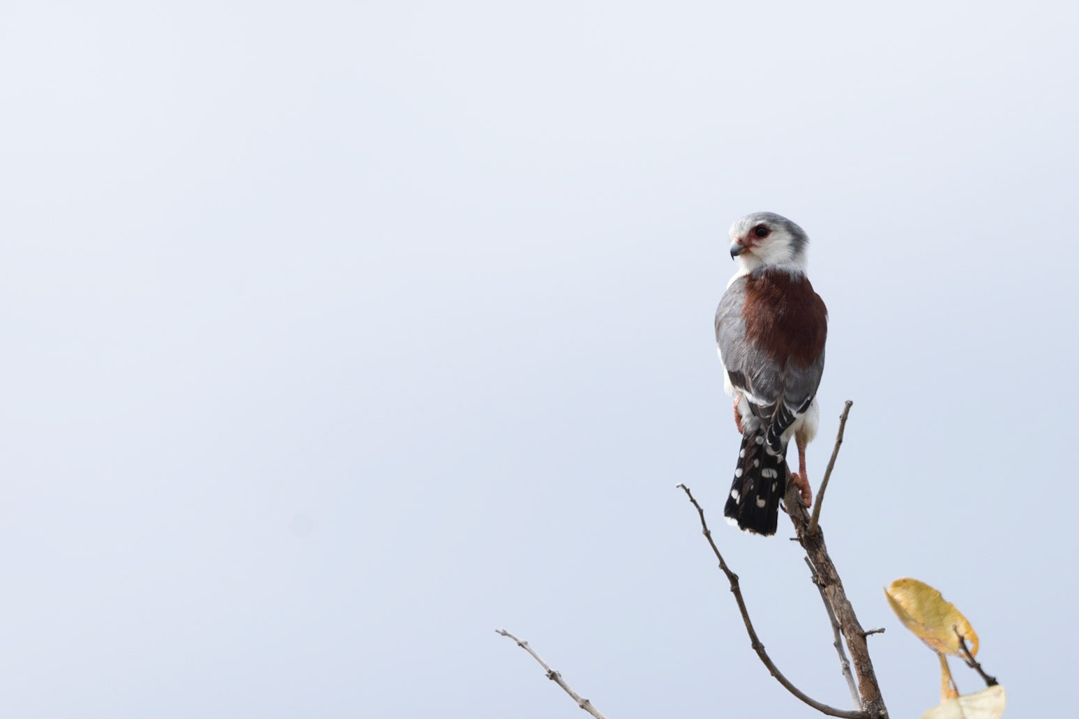 Wildlife of Tarangire