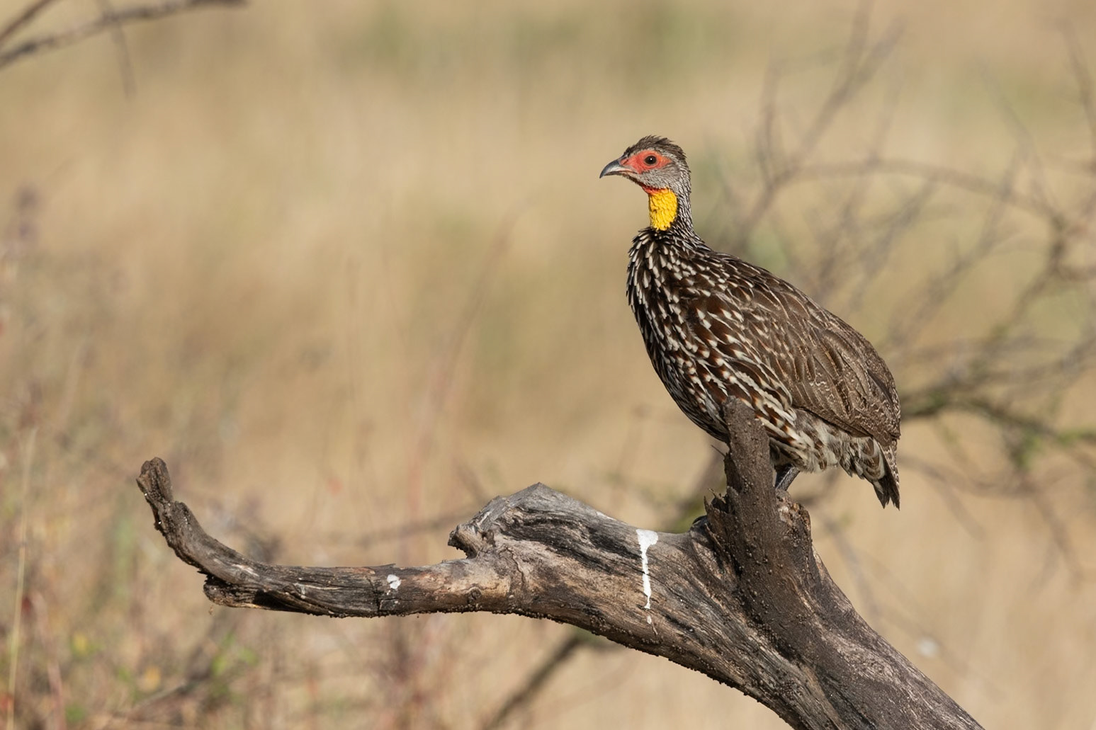 Wildlife of Tarangire