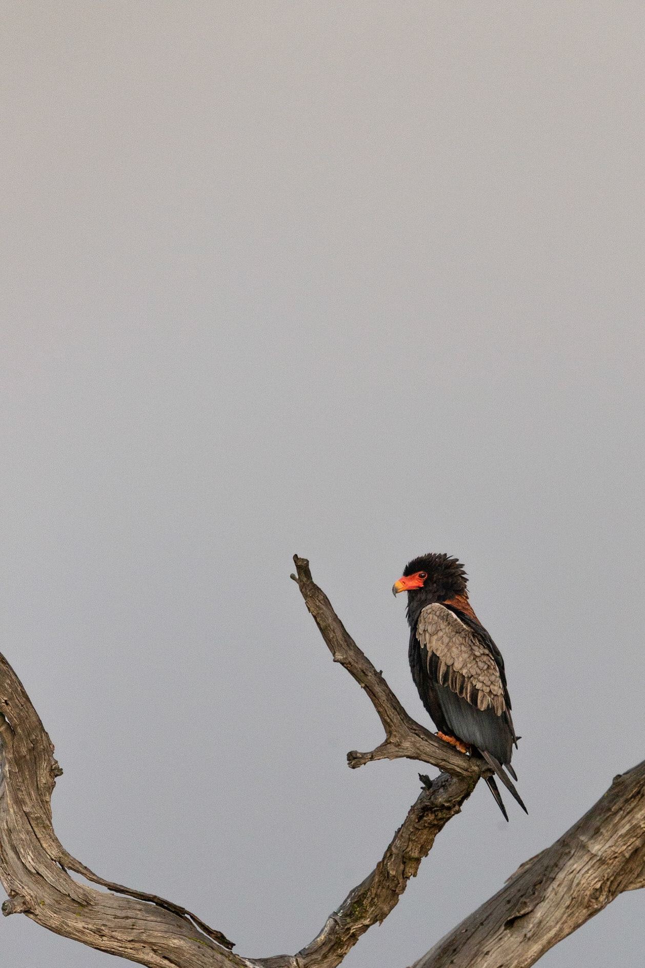 Bateleur