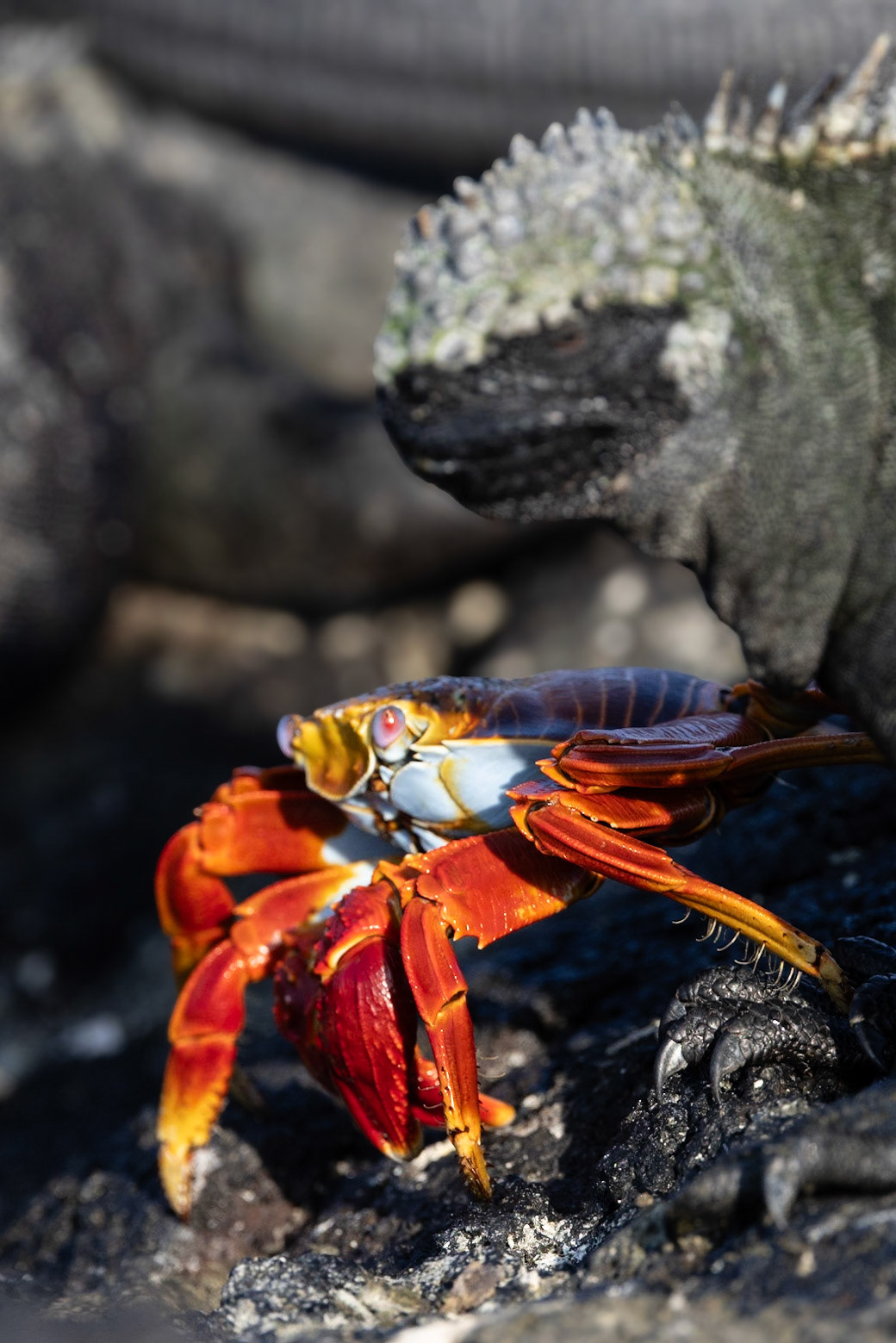 Animals of the Galapgos