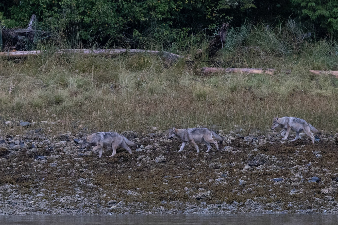 Wildlife of The Great Bear Rainforest