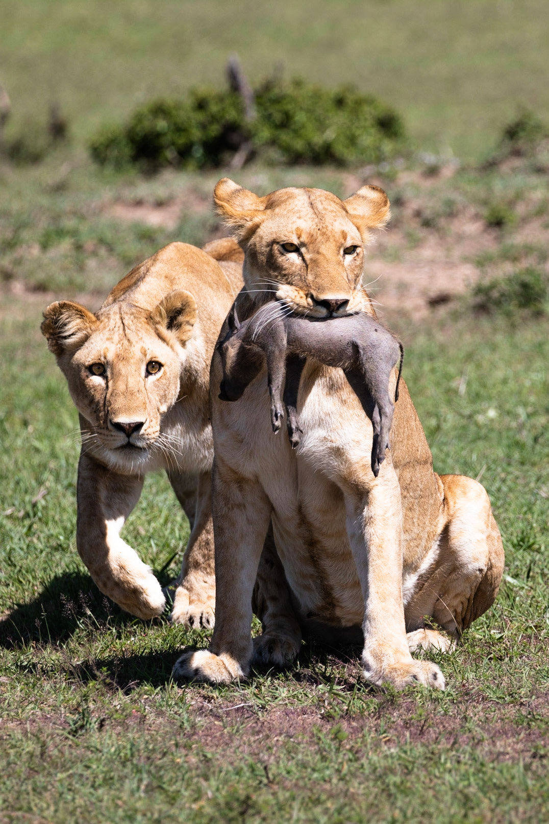 Can I have some please