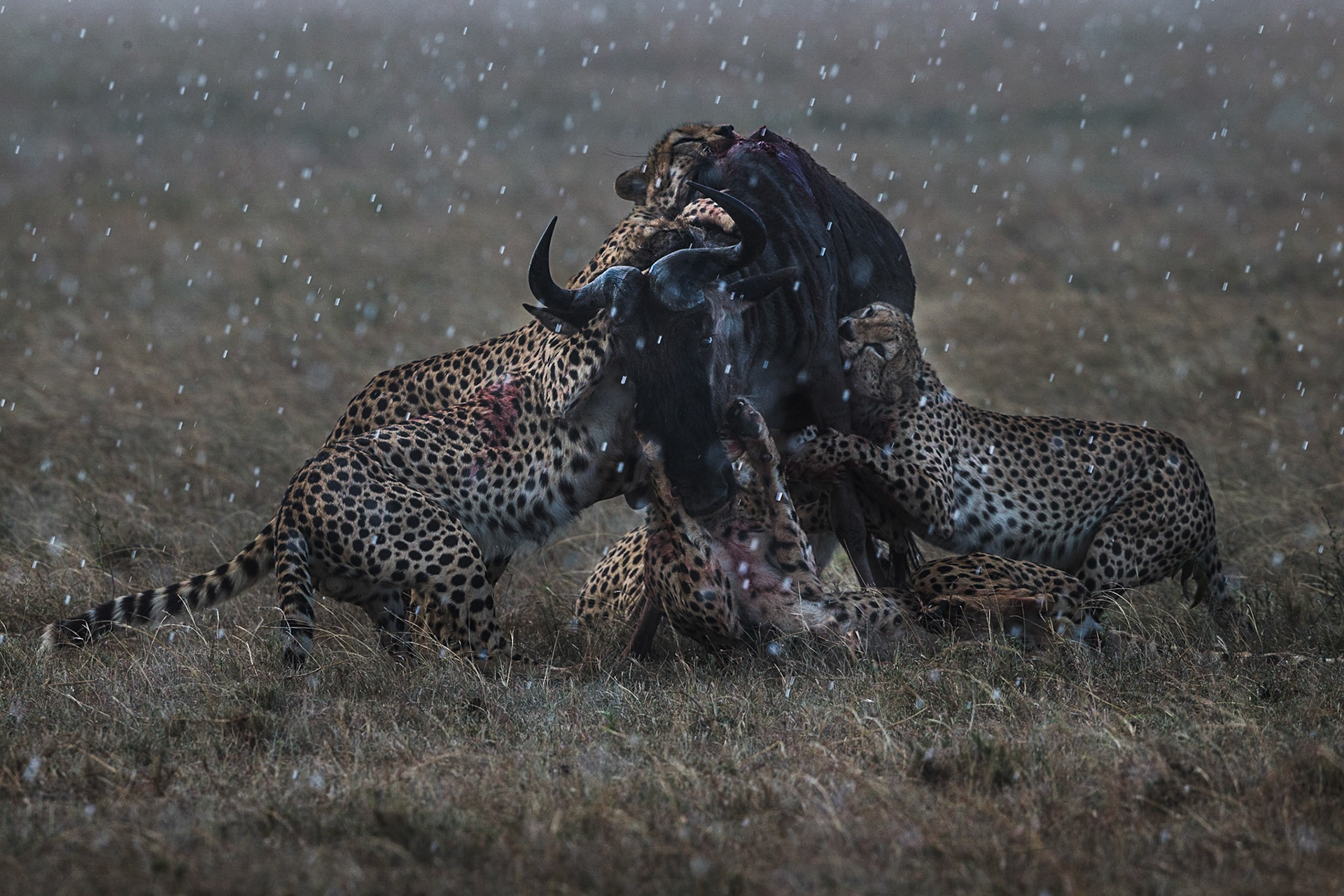 We followed these 5 cheetahs for a couple of days until they singled out a full grown Willdebeast from a large herd. After a brief 15 second chase they then struggled for 15 minutes before finally bringing down the herbivore. Olare Motorogi Conservancy, Masai Mara, Kenya