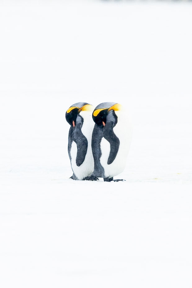 I travelled on the first ship to reach South Georgia after Covid in early October. At this time of year you can still find snow on the ground before the summer melt. The snowy plains were littered with groups of King Penguins. I picked out 2 penguins that were sheltering their heads from the wind and took this shot, St Andrews Bay, South Georgia, October 2022 Canon R3 + EF 500mm f4 lens