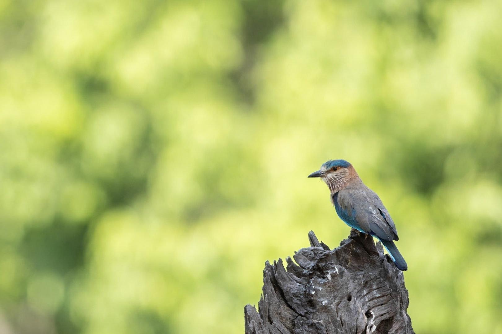 Indian Roller on a stump