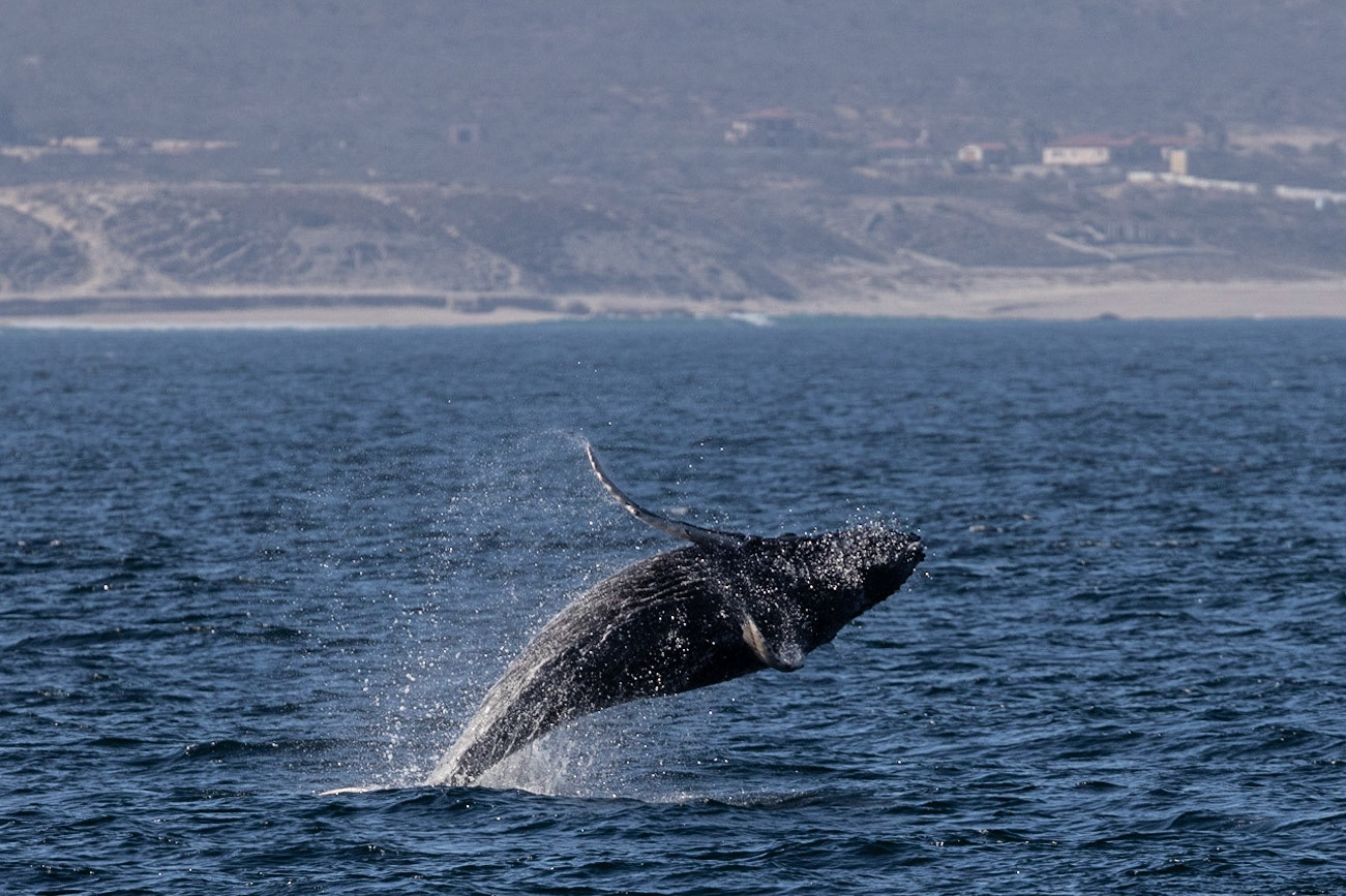 Humpback Whale