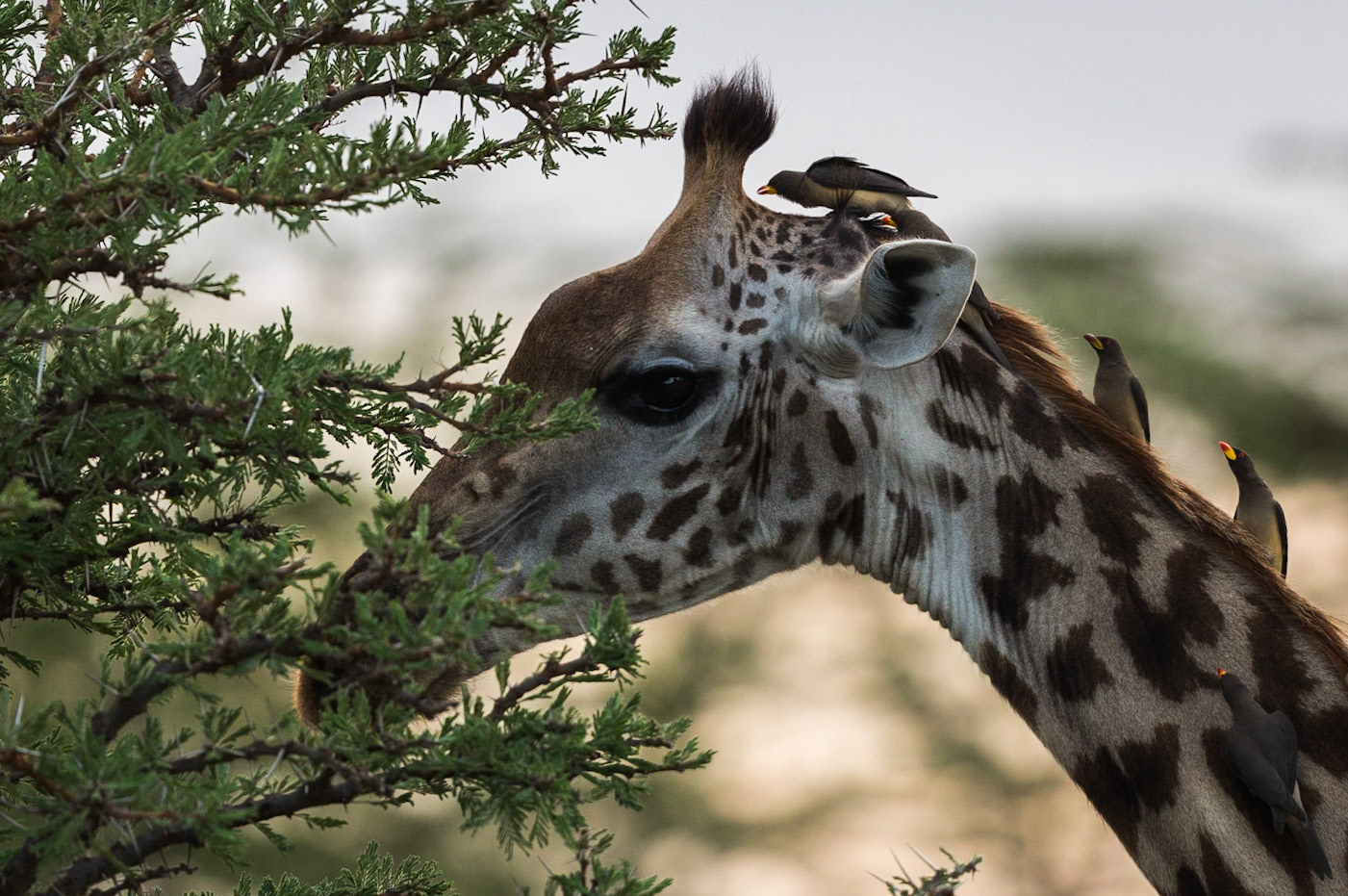 5 Yellow Billed Oxpeckers help to keep this Giraffe looking neat and tidy