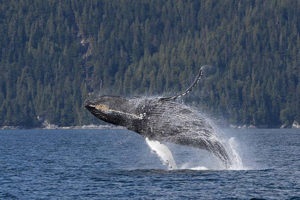 Wildlife of The Great Bear Rainforest