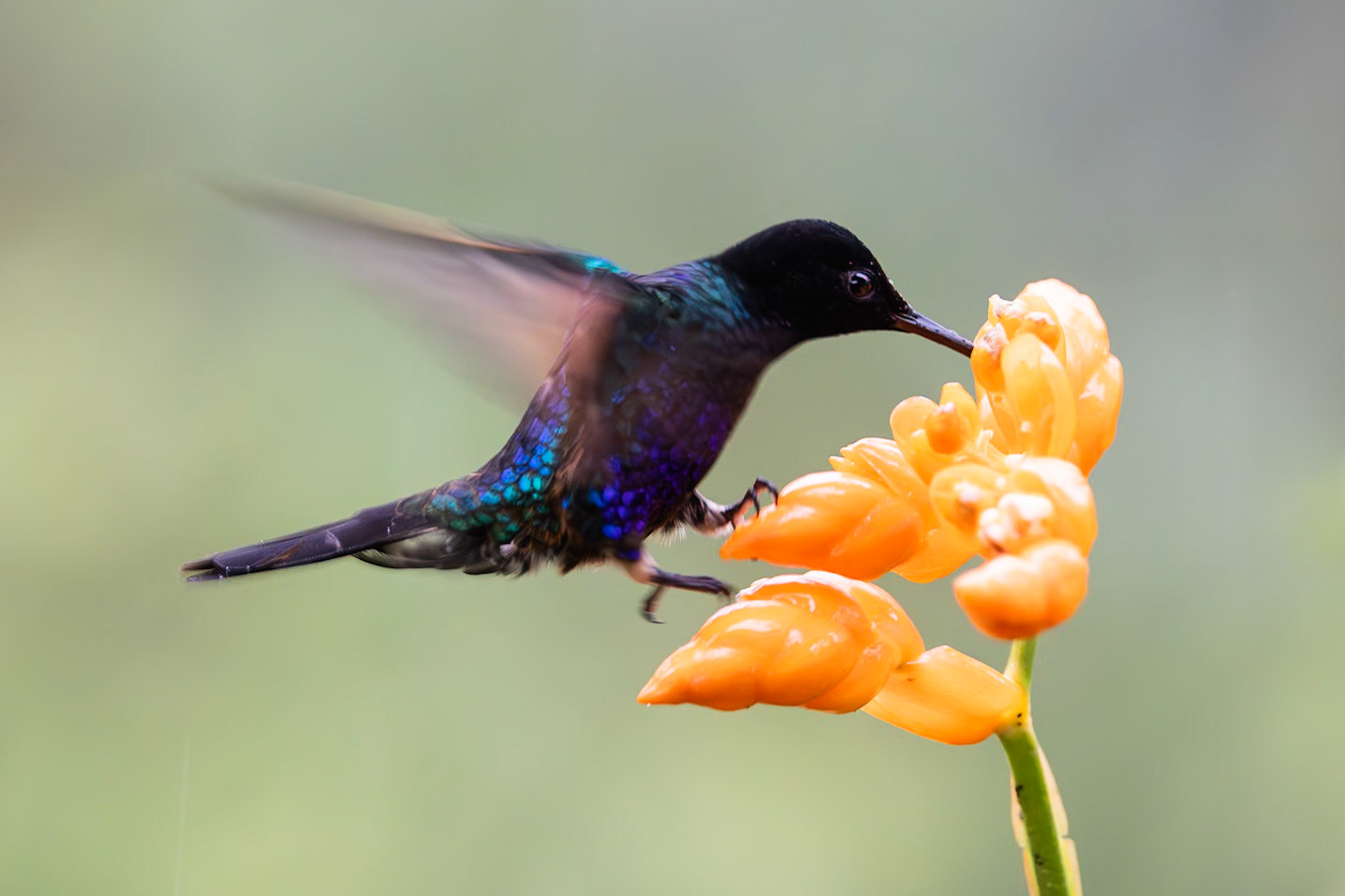 Birds and Mammels of the Cloud Forest