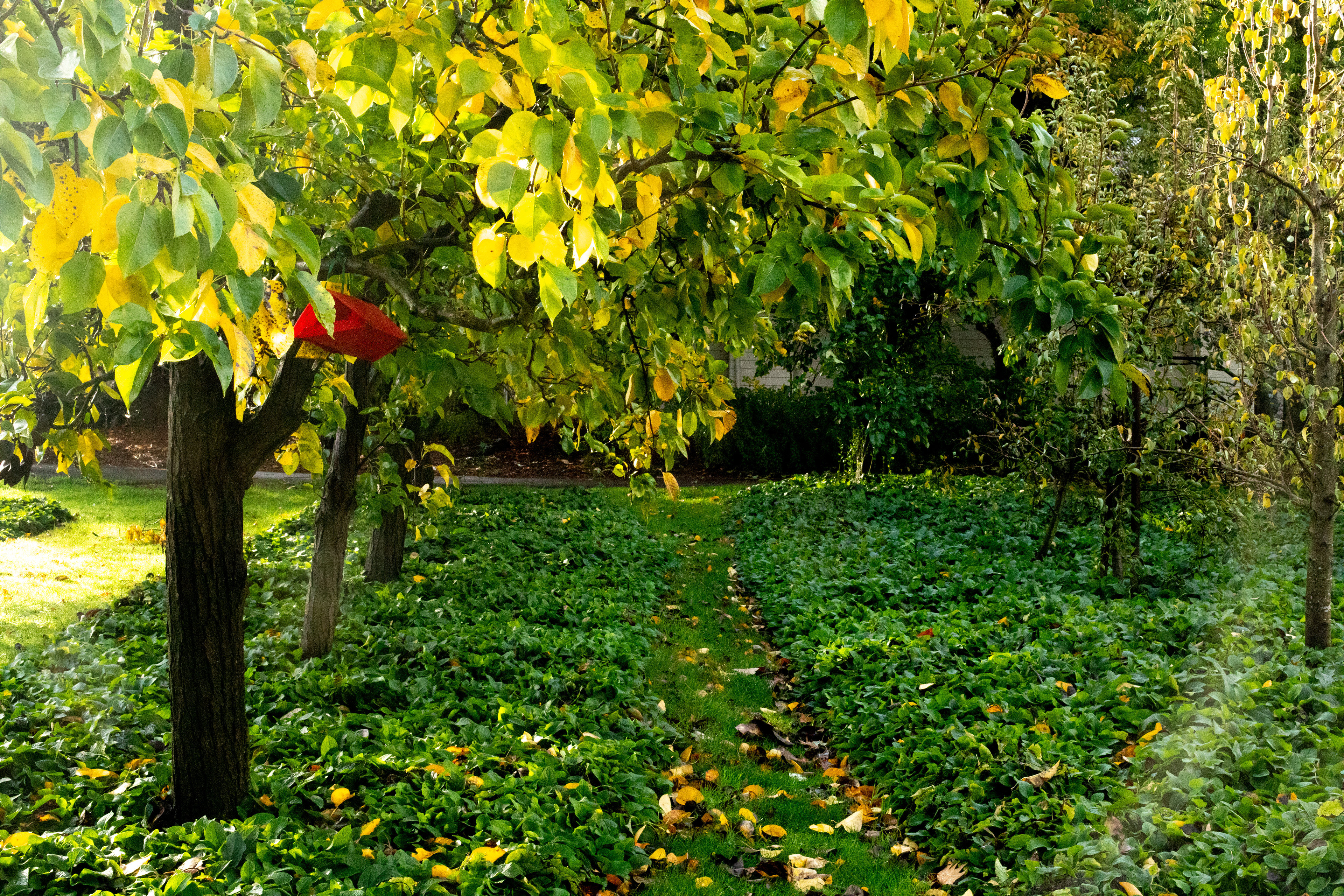 outside in a green space with a little red bird house