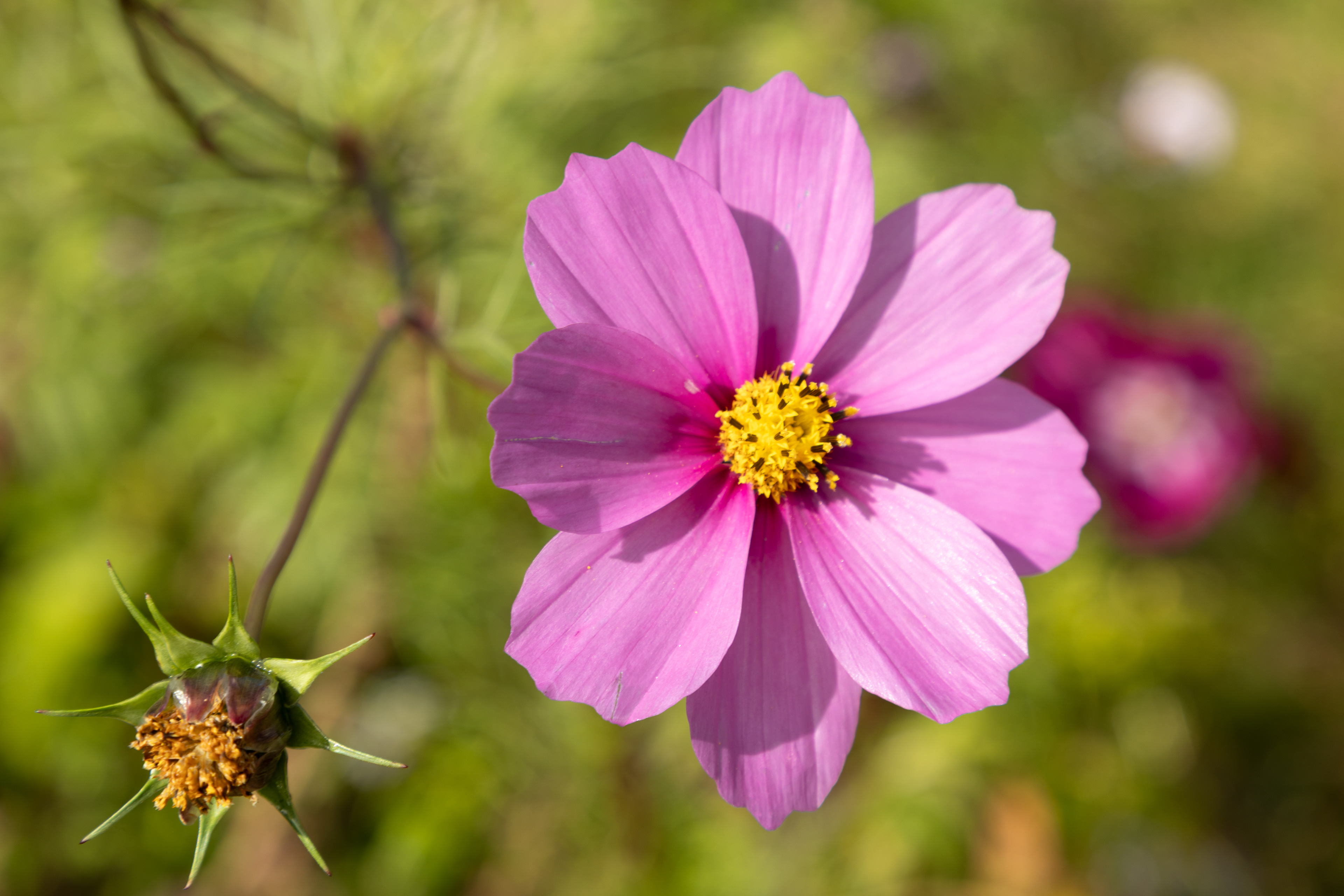 pretty pink flower