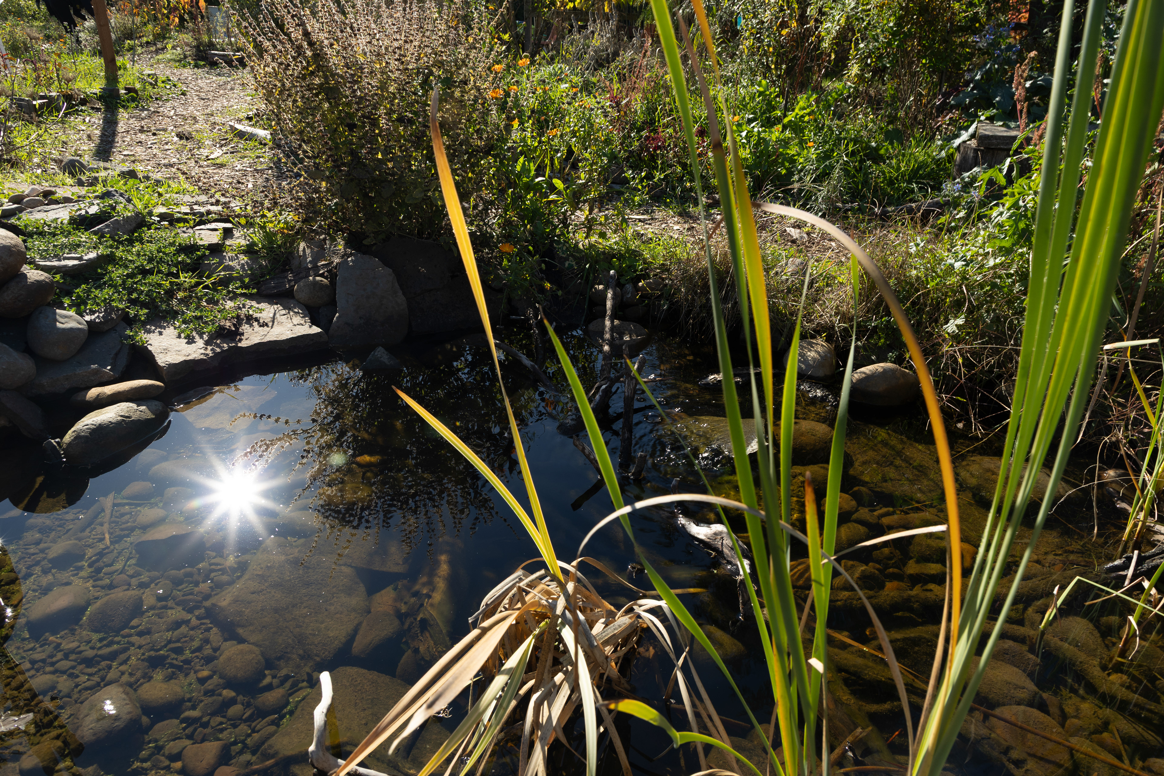 a pond with some green plants nearby and a shinny sunshine reflection
