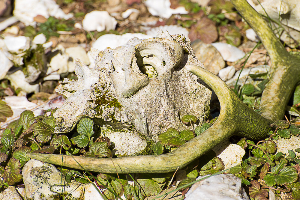 Antler lying on floor amongst stones and leaves
