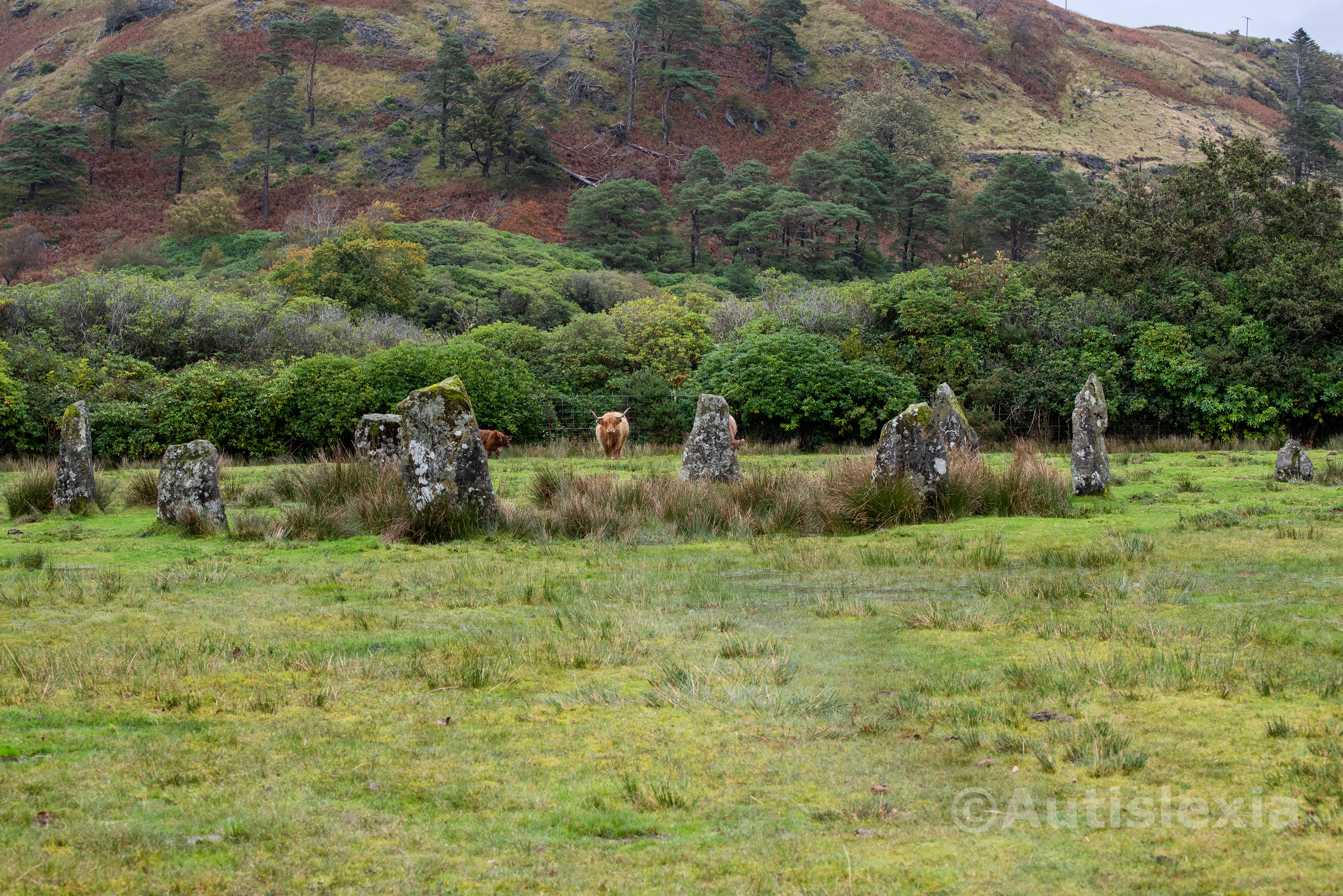 Nine standing stones of various shapes and sizes in a field, with highland cows behind them.