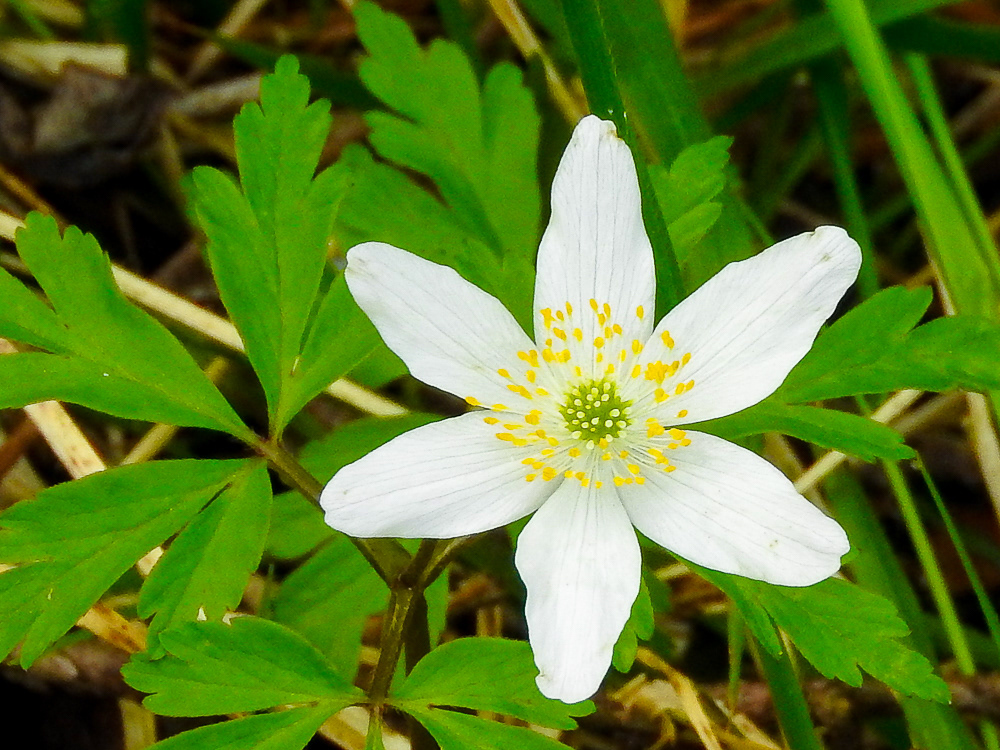 Wood anemone (Anemonoides trifolia) white petals with lots of yellow anthers surrounding yellow stigmas with green leaves behind